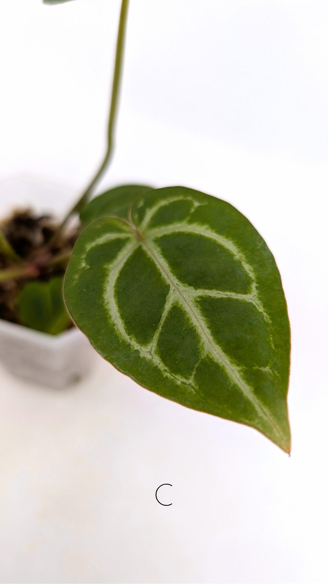 Rare anthurium hybrid Anthurium red dorayaki mutation with Anthurium Michelle by The Leaf Gallery in Perth, Western Australia