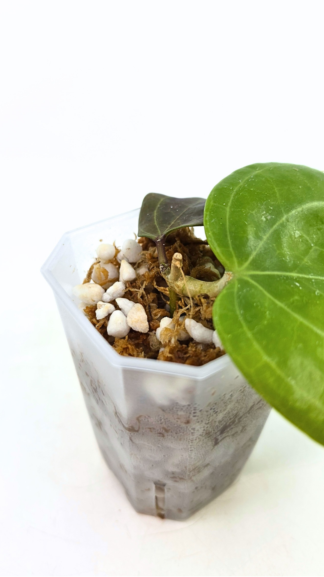 Rare waxplant Hoya Sarawak available for sale at rare indoor plant shop The Leaf Gallery in Perth, Western Australia