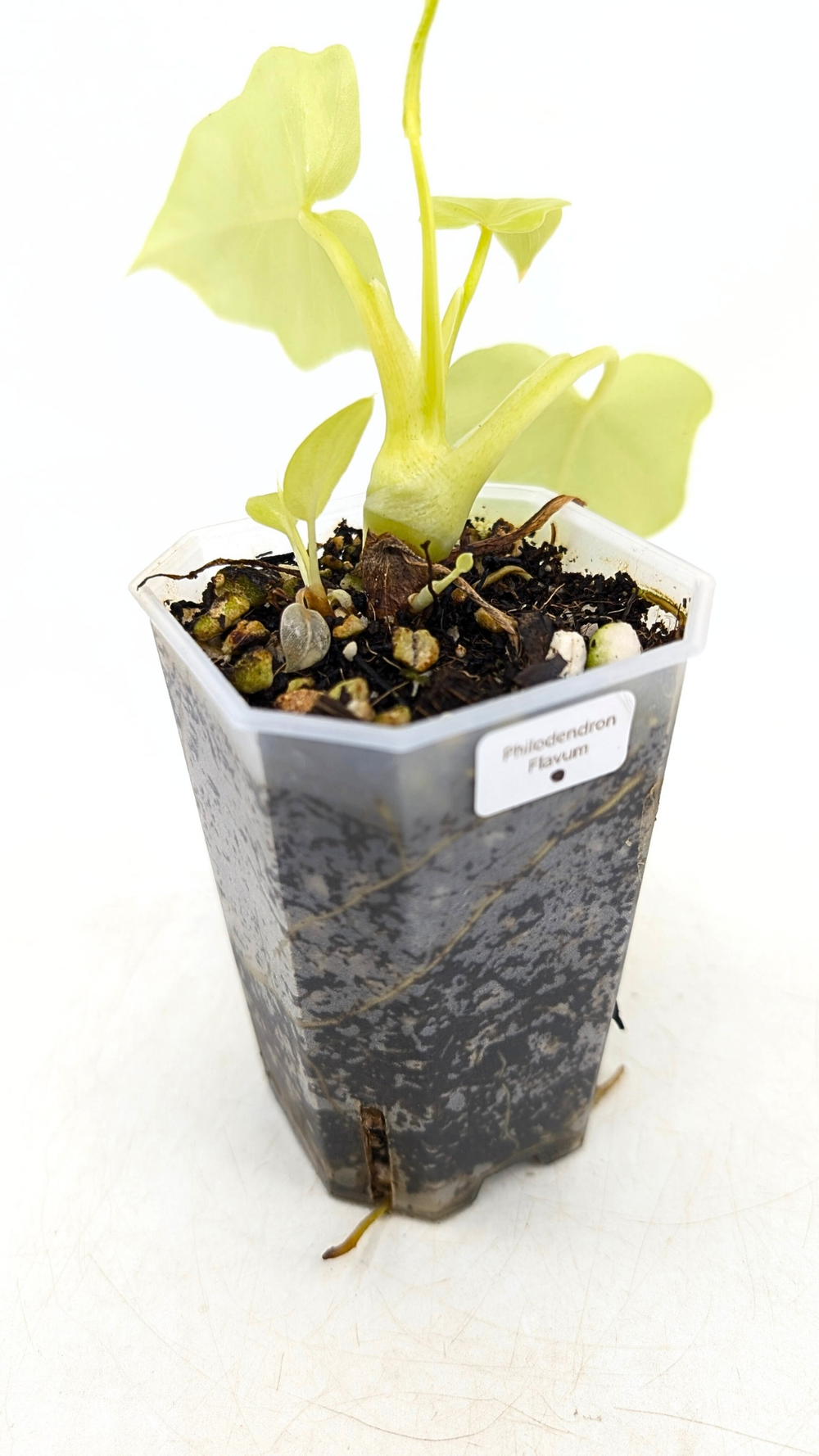 extra large planting pots Cloche Planter, Extra Large Campania International Grey main image 0