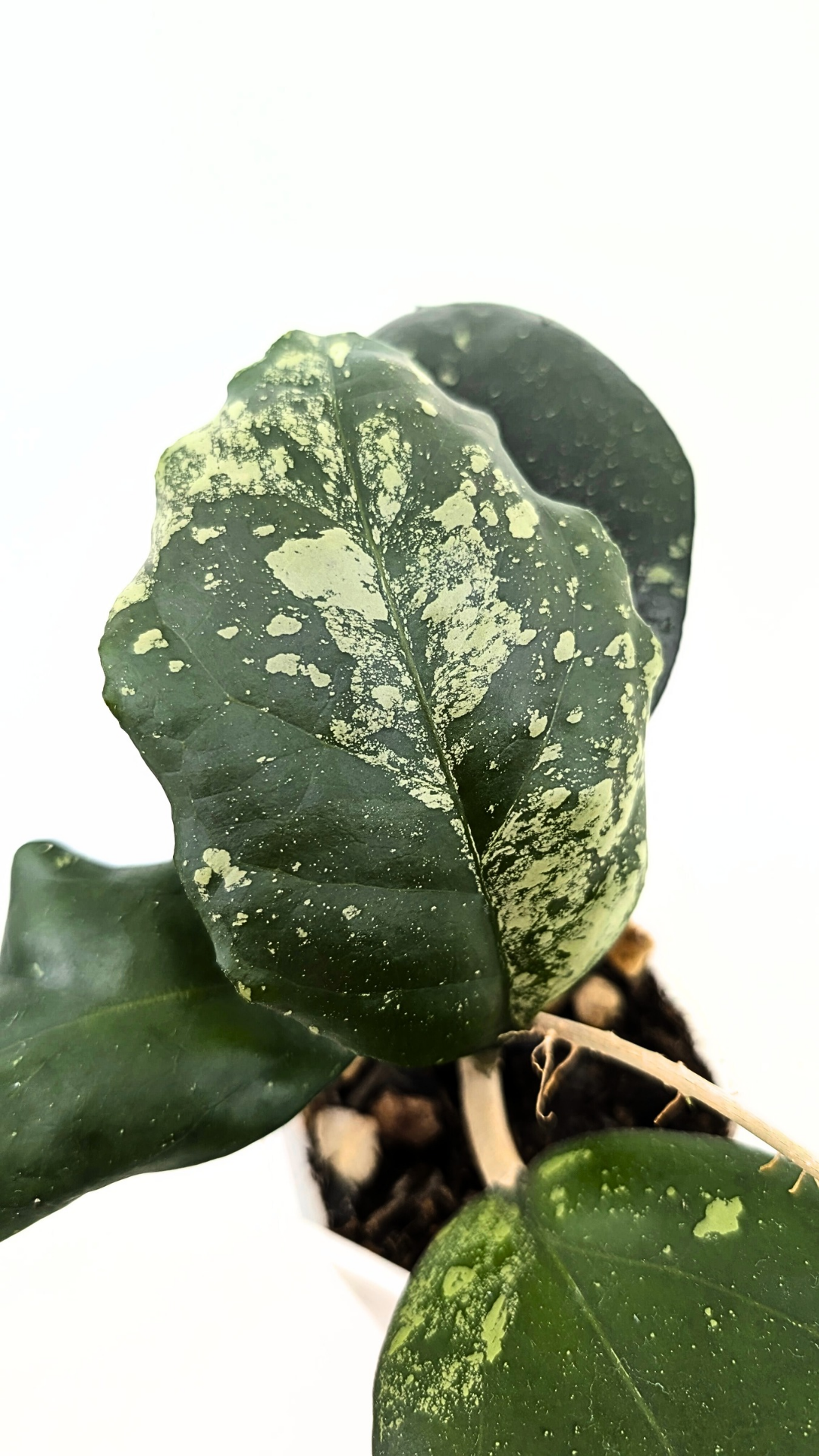 Rare waxplant Hoya Vitellina Blume Splash available for sale at rare plant shop The Leaf Gallery in Perth, Western Australia