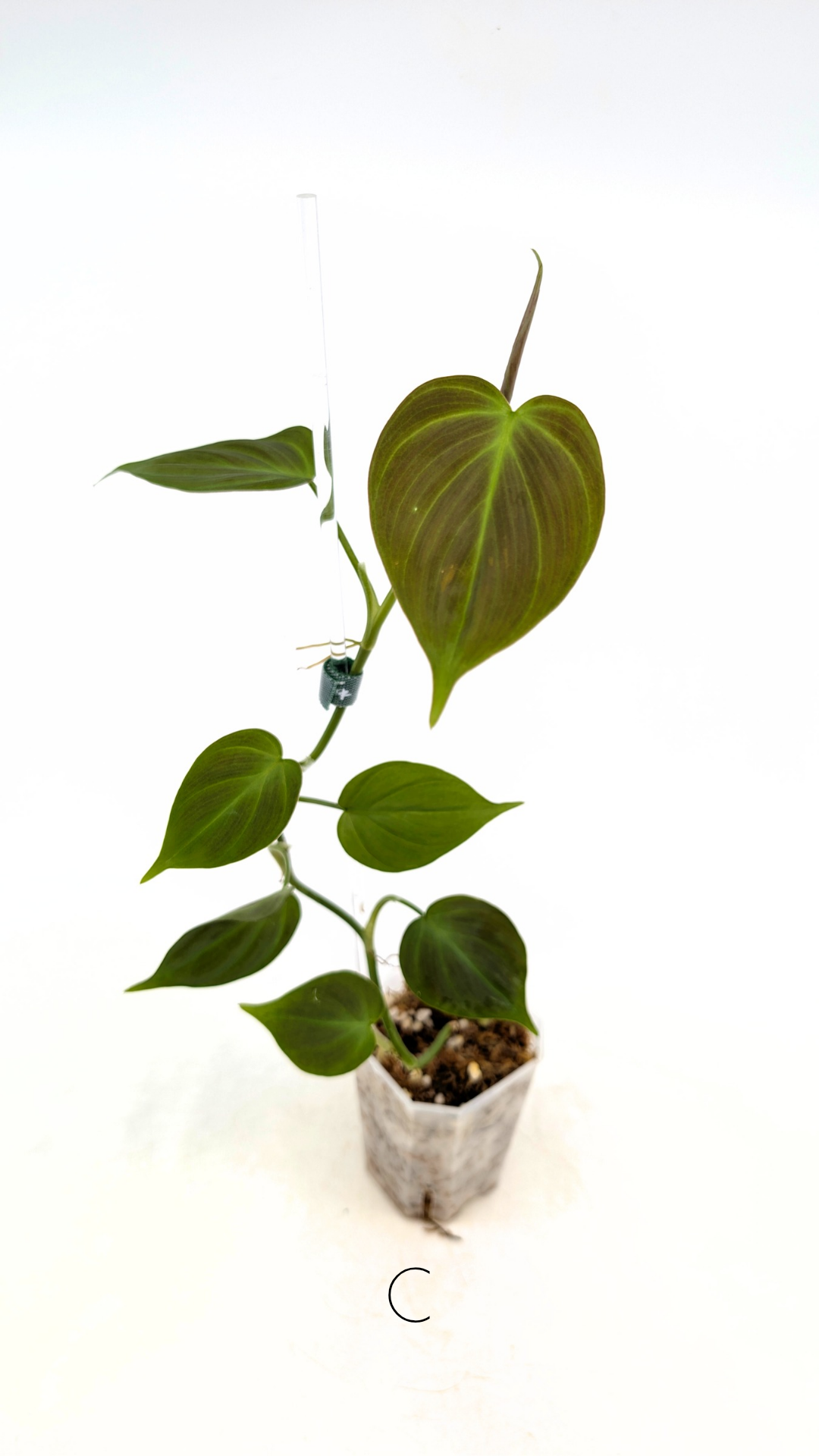 Uncommon indoor plant Philodendron Camposportoanum available for sale at rare house plant shop The Leaf Gallery in Perth, Western Australia