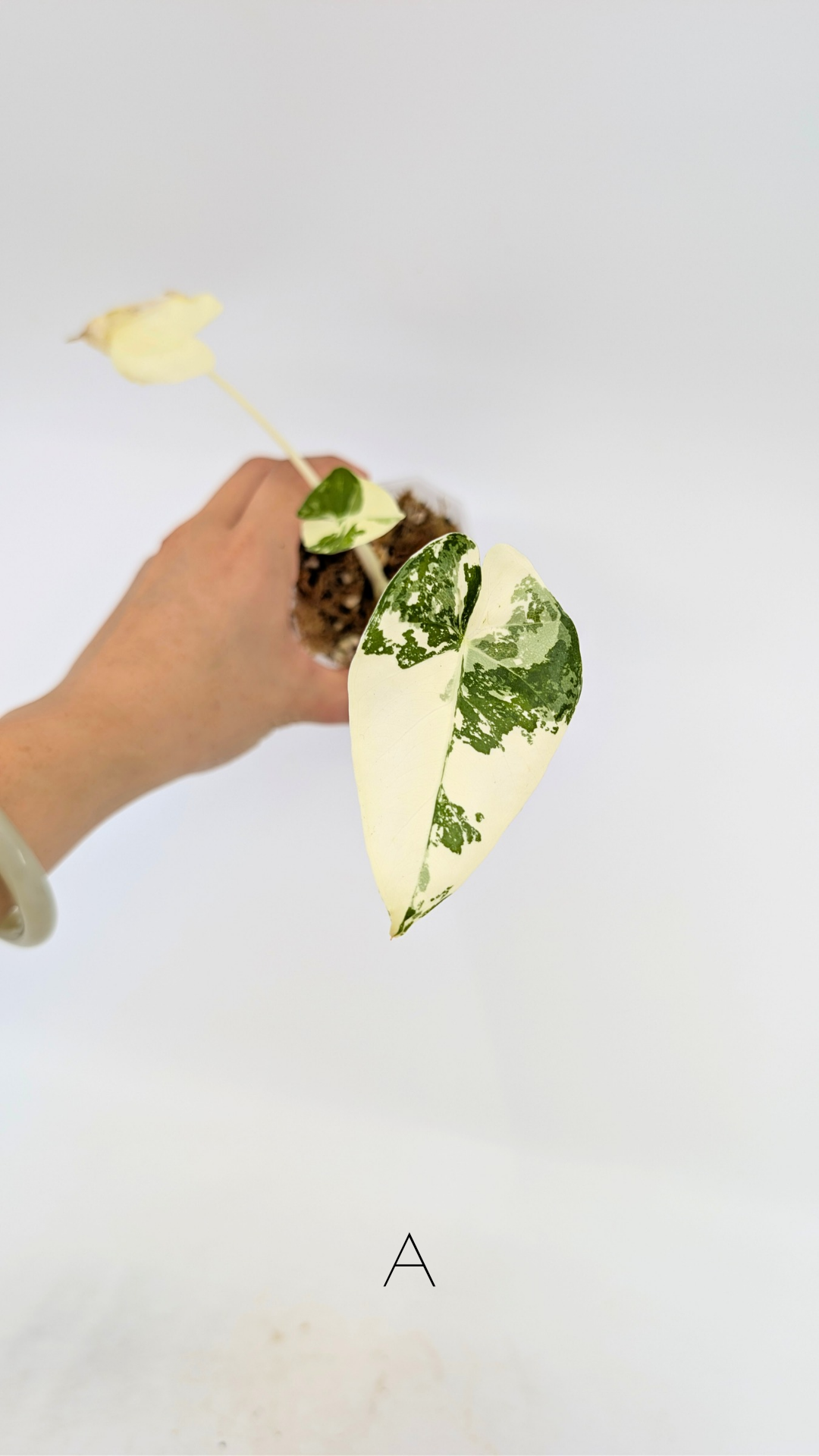 Rare indoor plant Alocasia Macrorrhiza (Elephant Ear) Variegated available for sale at rare house plant shop The Leaf Gallery in Perth, Western Australia