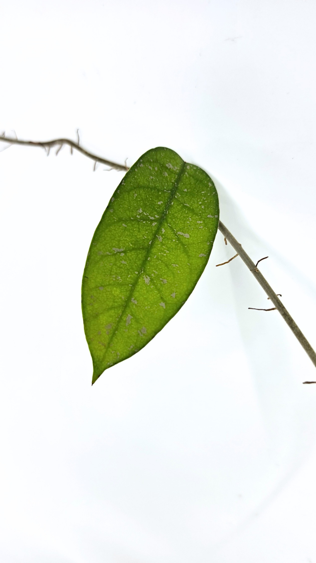 Rare waxplant Hoya Starry Night available for sale at The Leaf Gallery in Perth, Western Australia