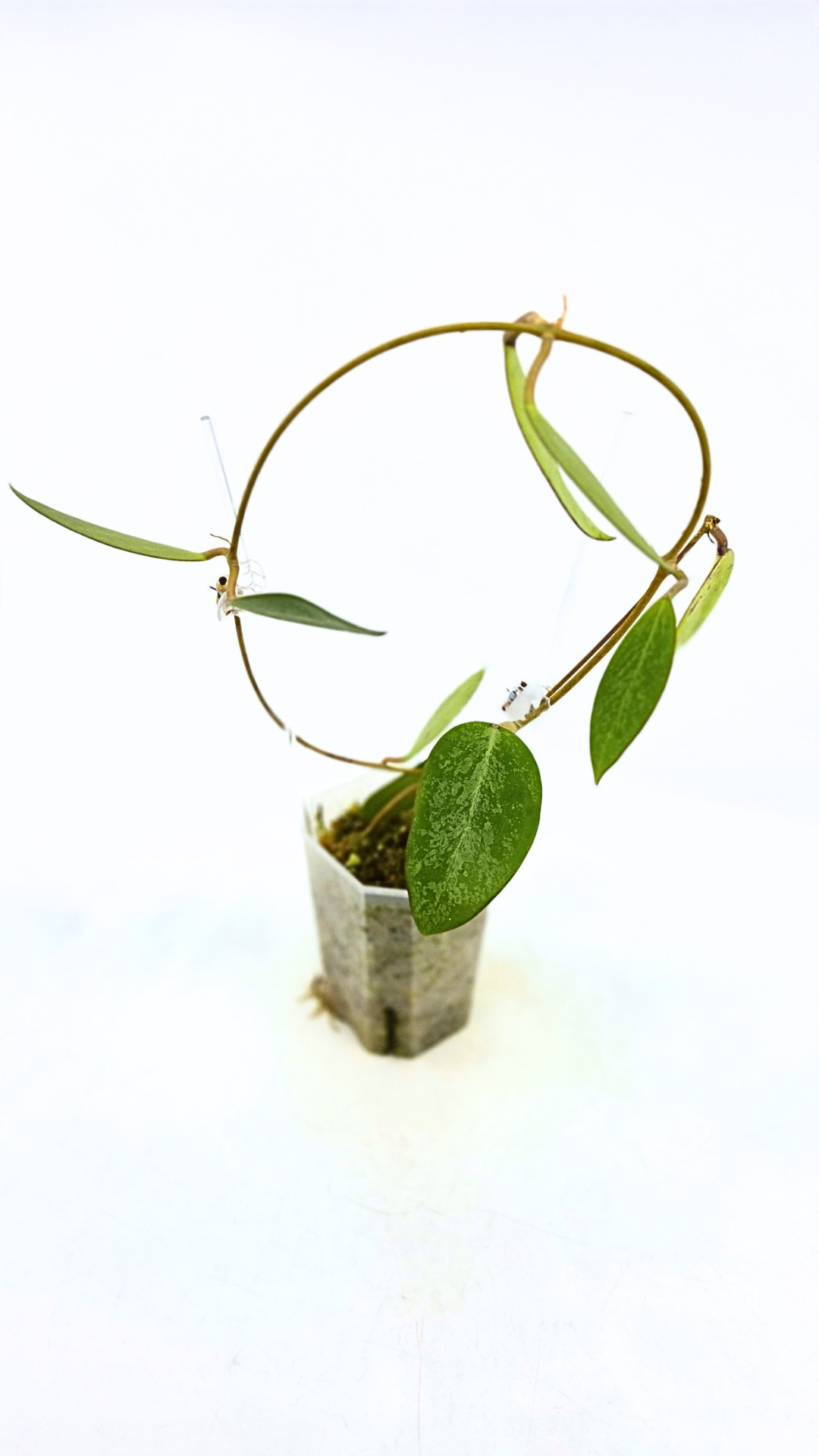 Rare waxplant Hoya Rime Splash available for sale at rare indoor plant shop The Leaf Gallery in Perth, Western Australia