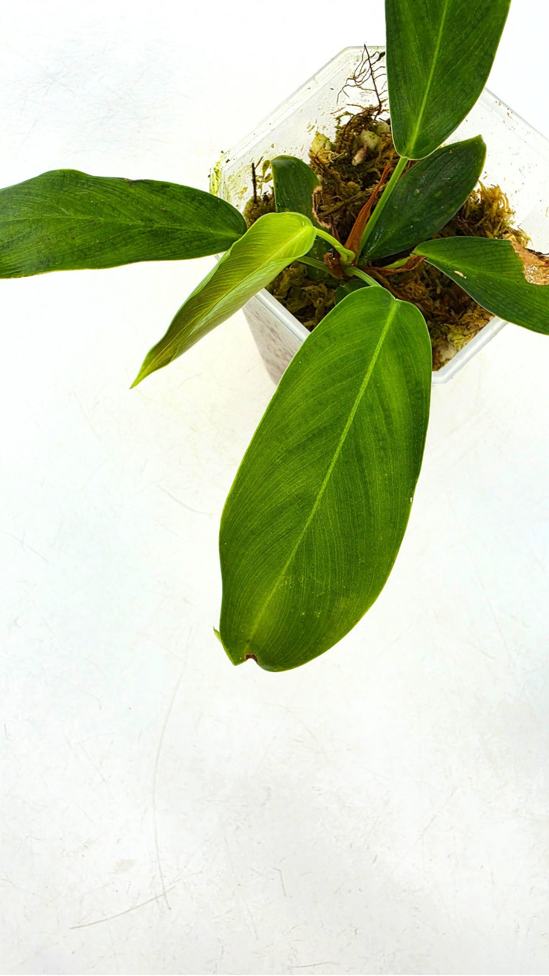 Rare indoor plant Philodendron Patriciae for sale at The Leaf Gallery in Perth, Western Australia