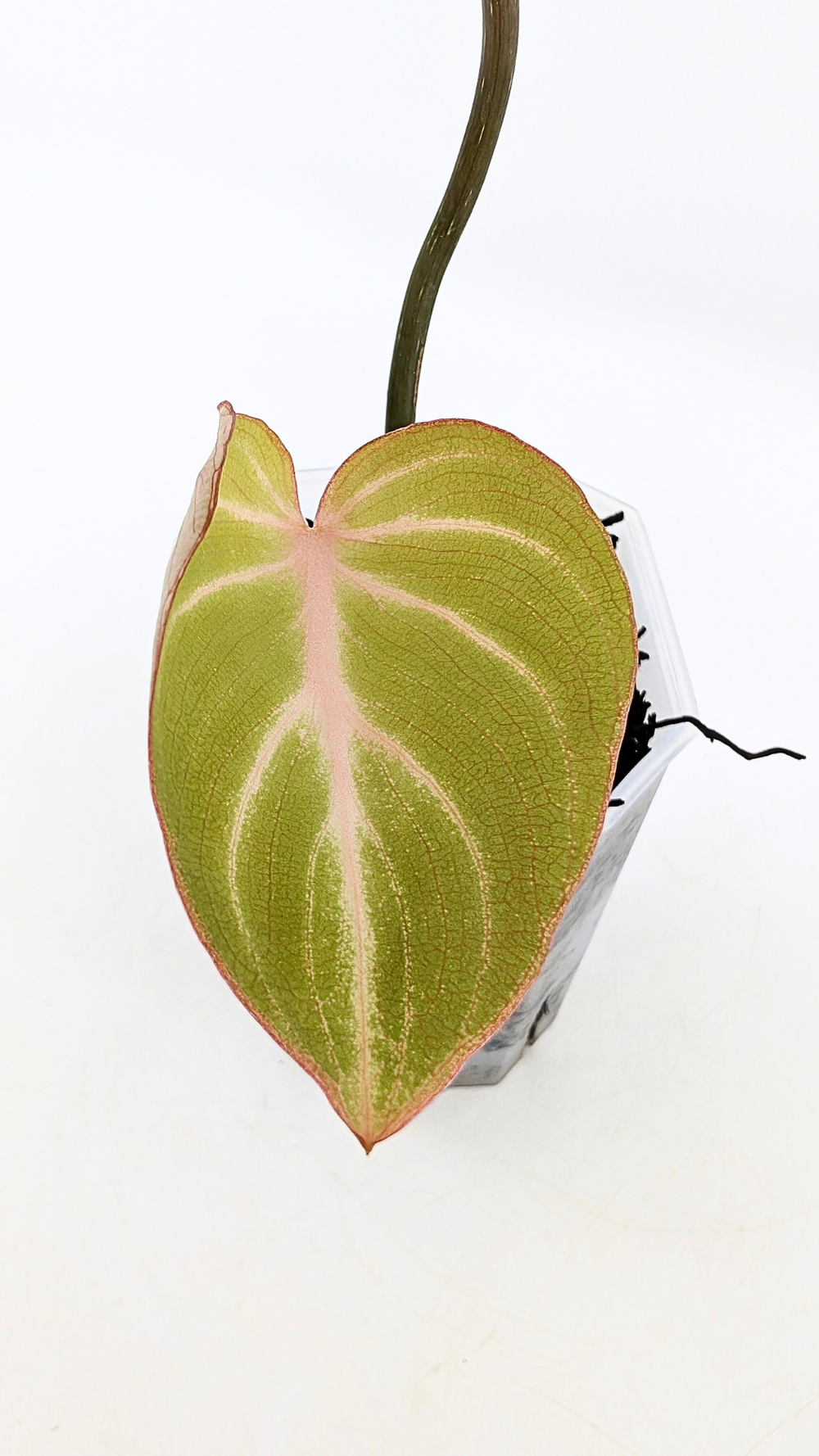 Philodendron Gloriousum White Vein  The Leaf Gallery