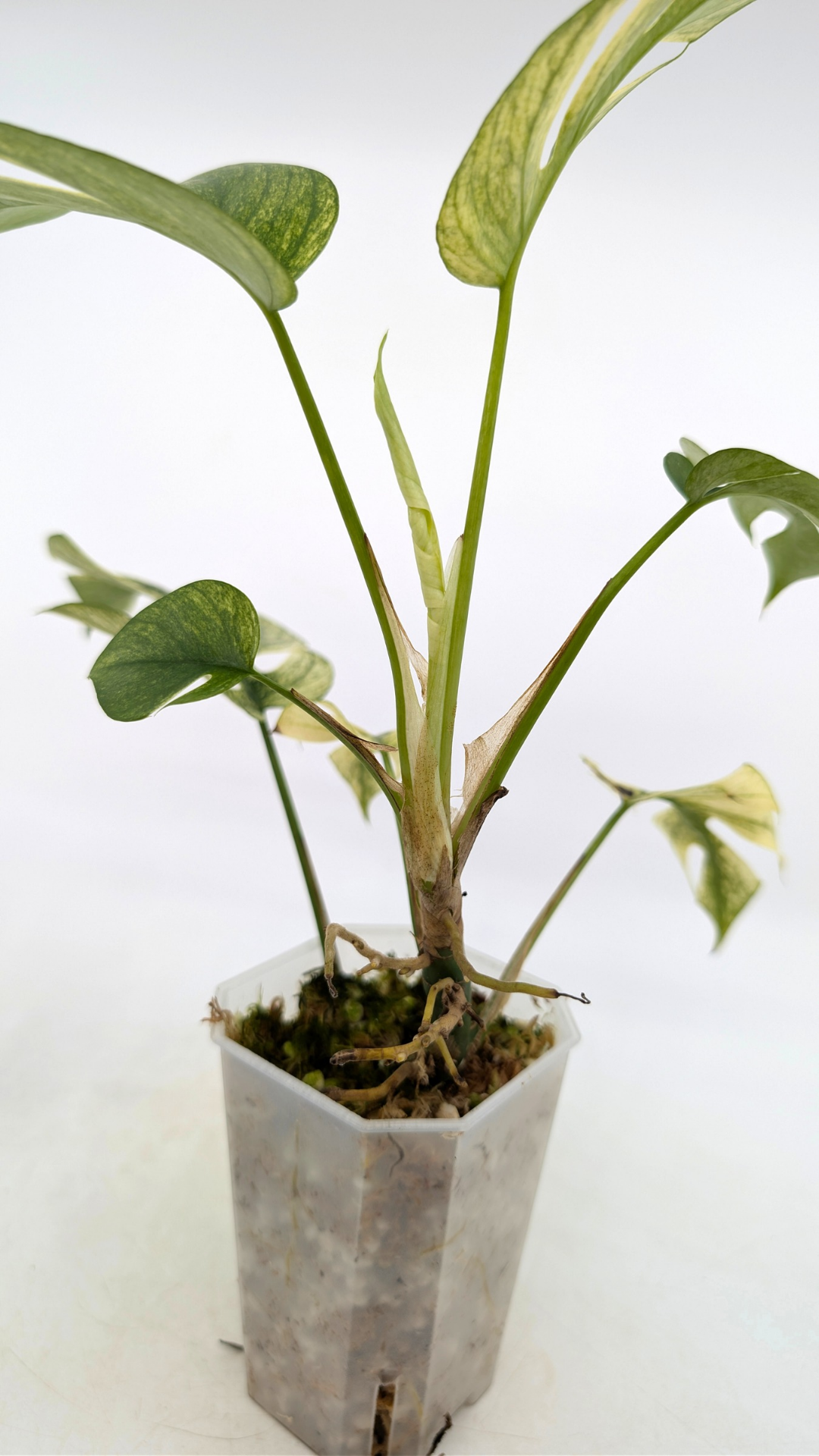 Rare indoor plant Raphidophora Tetrasperma Albo for sale by rare plant shop The Leaf Gallery in Perth, Western Australia