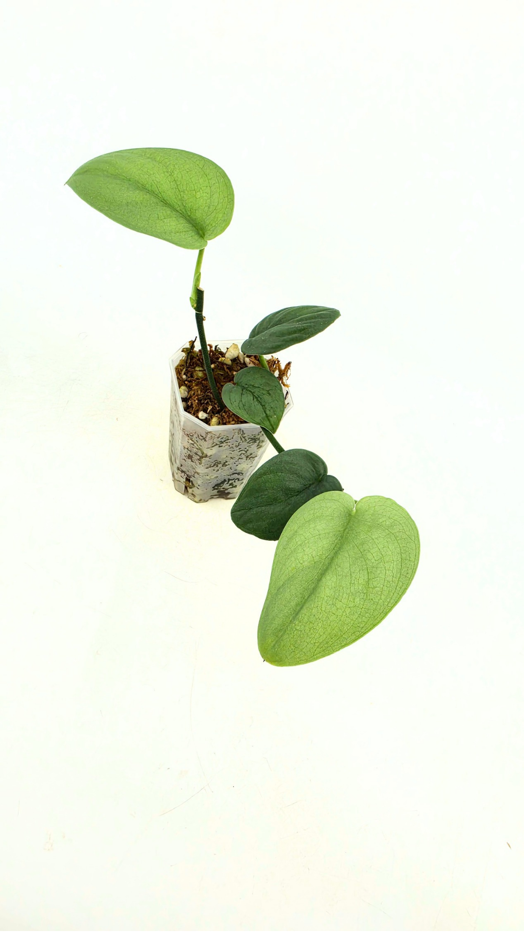 Rare indoor plant Scindapsus Platinum available for sale at rare plant shop The Leaf Gallery in Perth, Western Australia