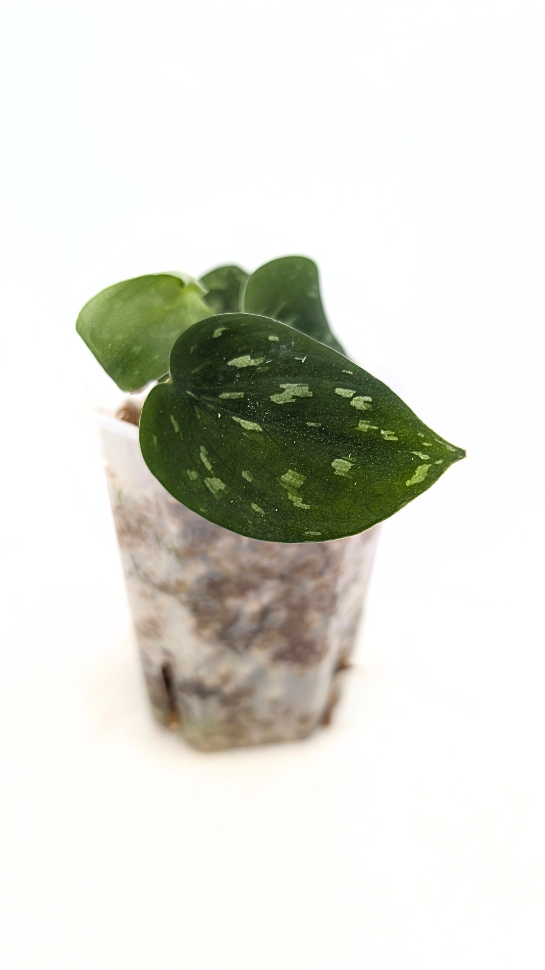 Rare indoor plant Scindapsus Pictus Haask Snake Scale Available for sale at rare plant shop The Leaf Gallery in Perth, Western Australia