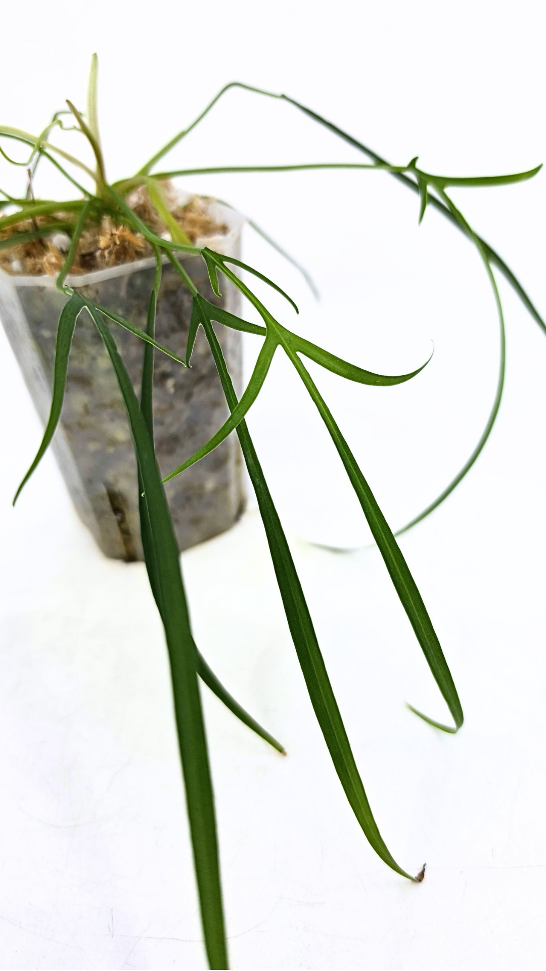 Rare indoor plant Philodendron Polypodioides available for sale at rare house plant shop The Leaf Gallery in Perth, Western Australia