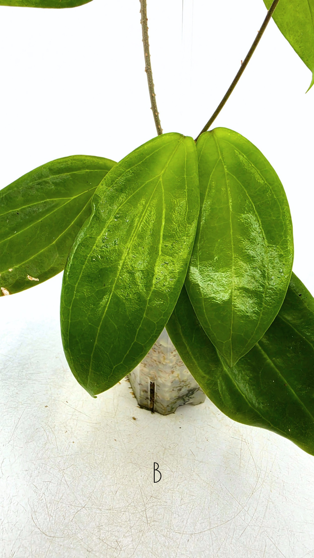 Rare waxplant Hoya UTC033 available for sale at rare indoor plant shop The Leaf Gallery in Perth, Western Australia