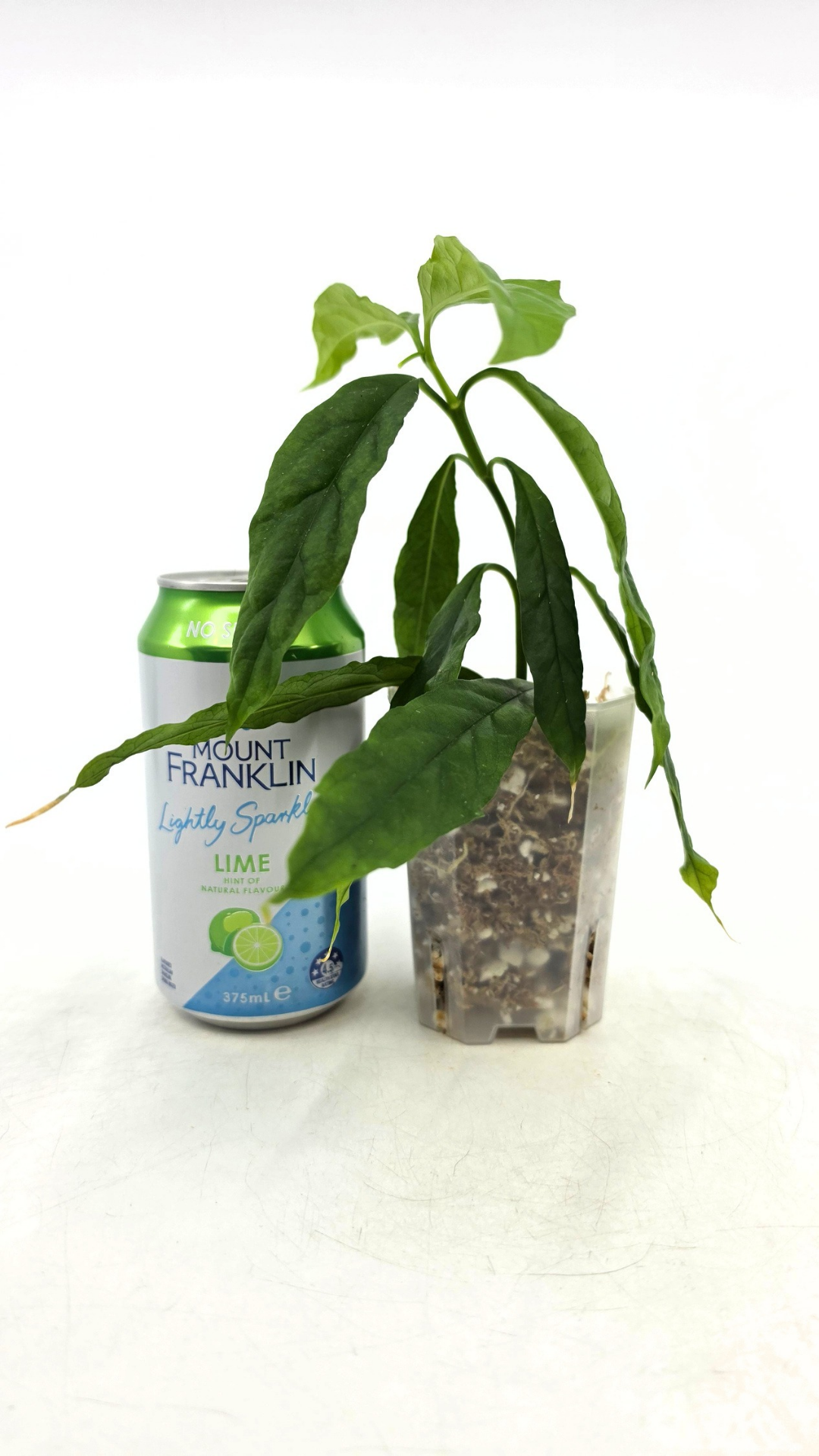 Rare waxplant Hoya Decipulae available for sale at rare indoor plant shop The Leaf Gallery in Perth, Western Australia