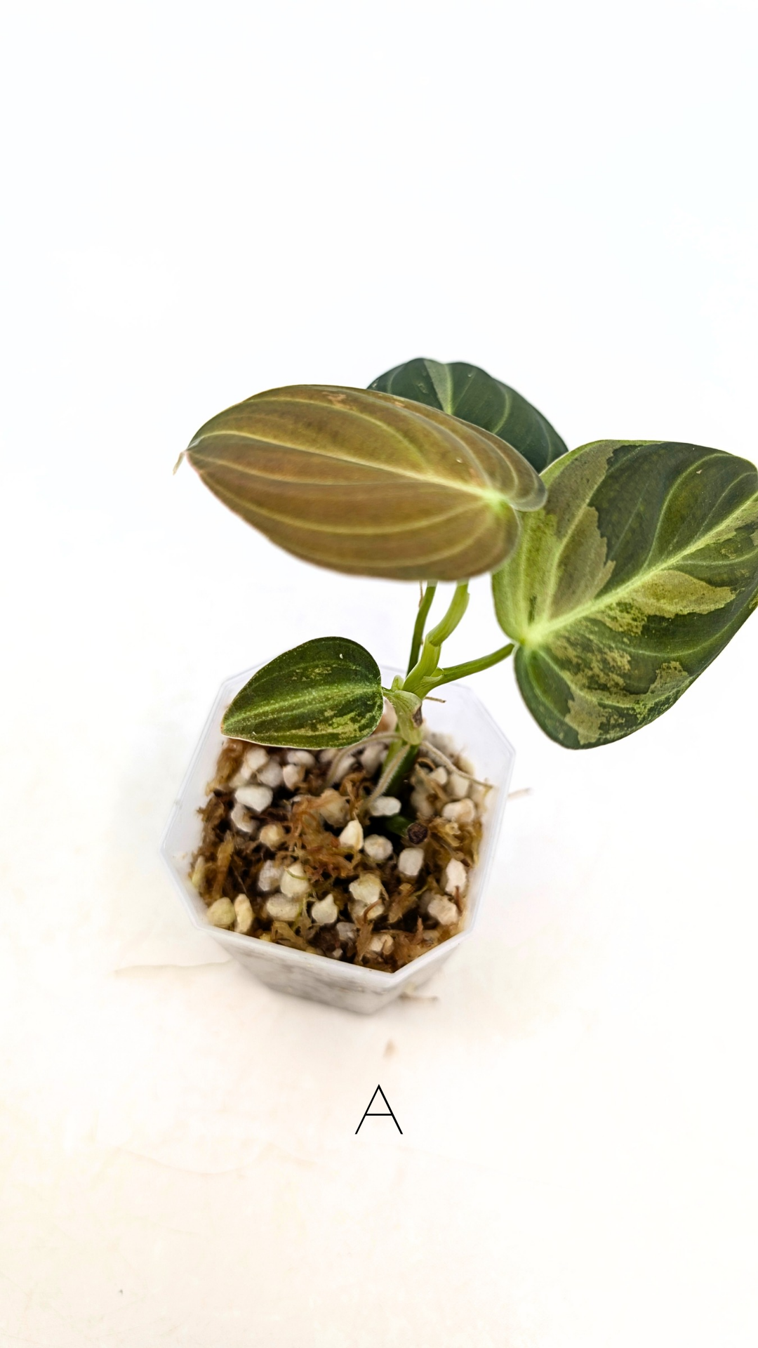 Rare plant Philodendron Melanochrysum Varigated available for sale at rare plant shop The Leaf Gallery in Perth, Western Australia