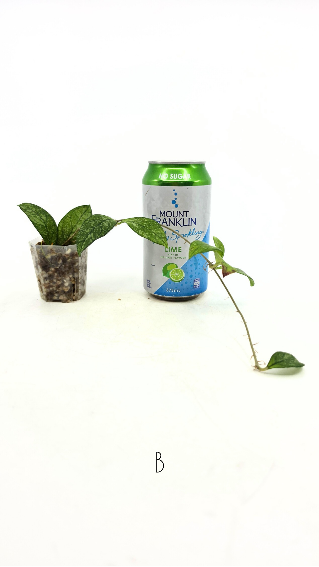 Rare waxplant Hoya Crassipetiolata Splash available for sale at rare indoor plant shop The Leaf Gallery in Perth, Western Australia