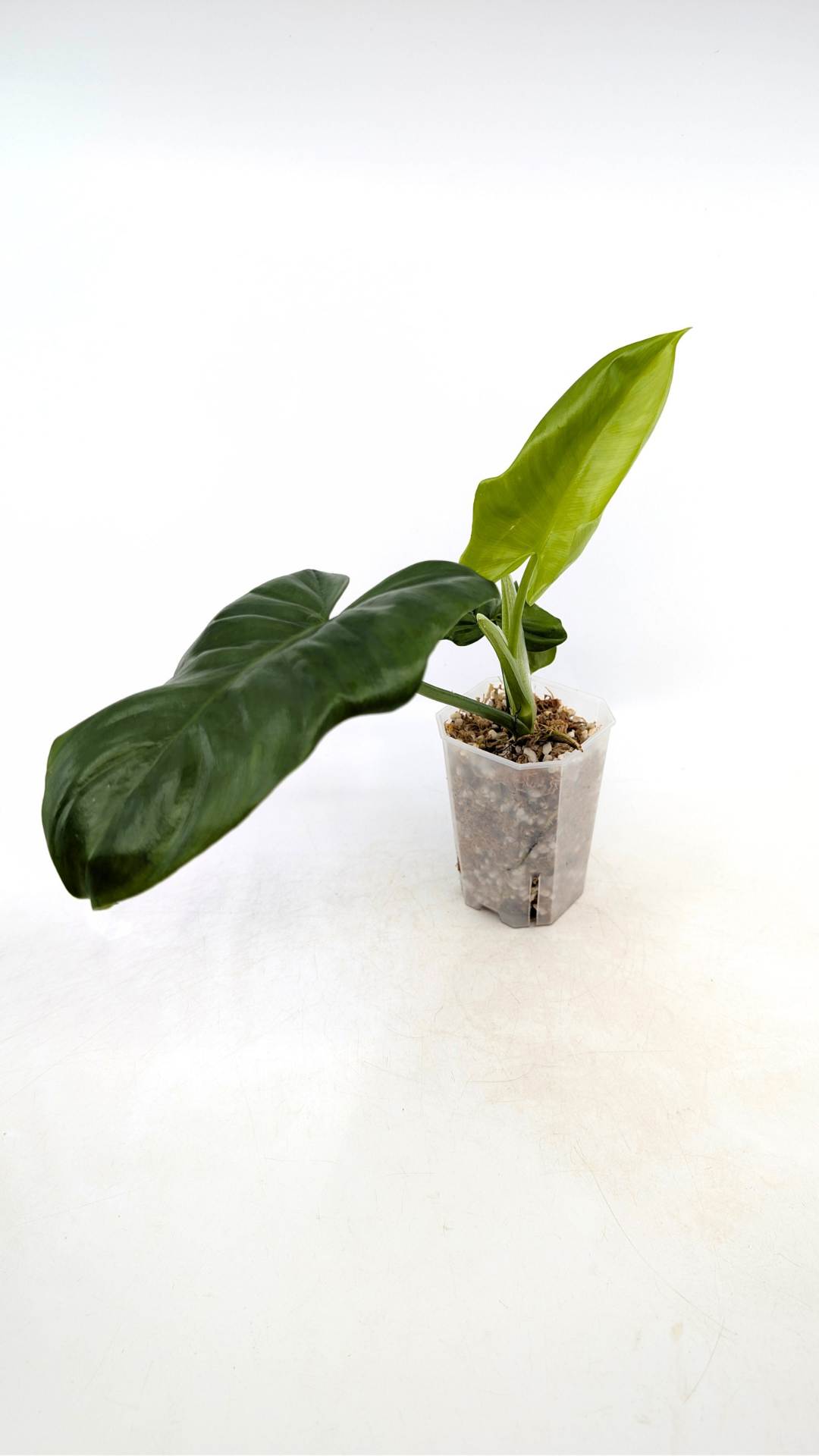 Uncommon Philodendron Bipennifolium (Horsehead / Violin) by the Leaf Gallery in Perth, Western Australia