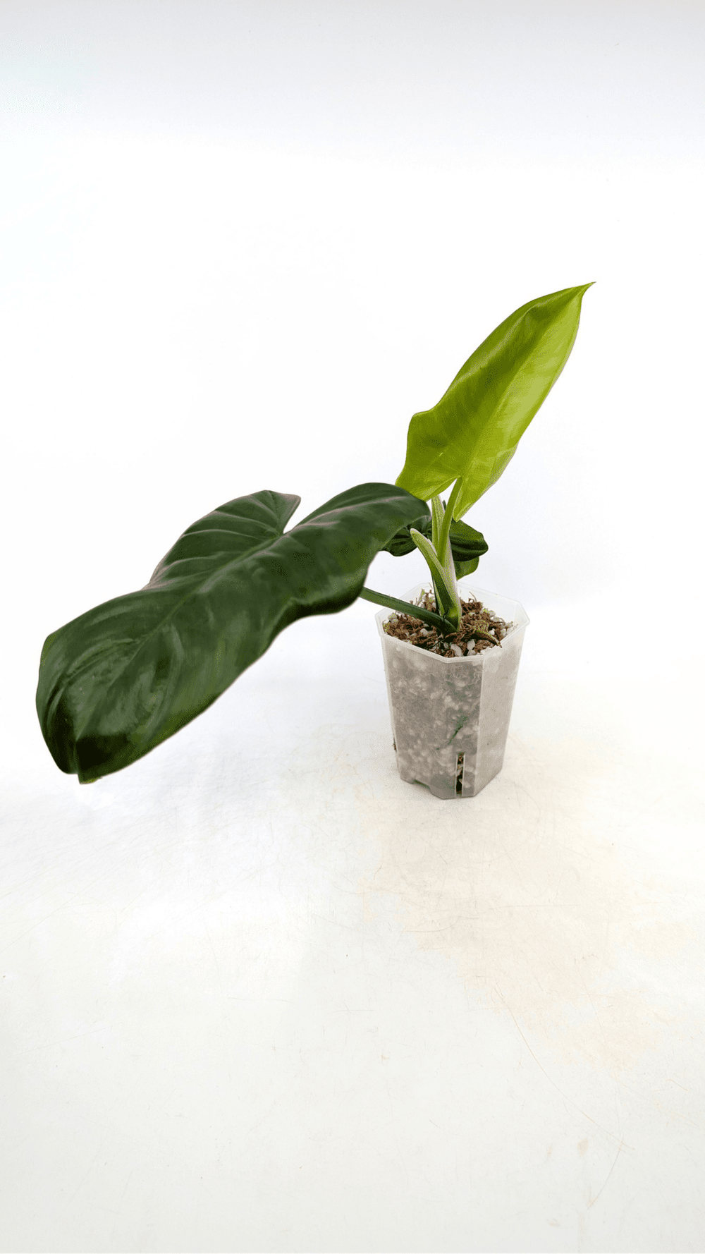 photos plant Epipremnum Aureum 'Neon' Pothos | Easy to Care for Trailing Houseplant