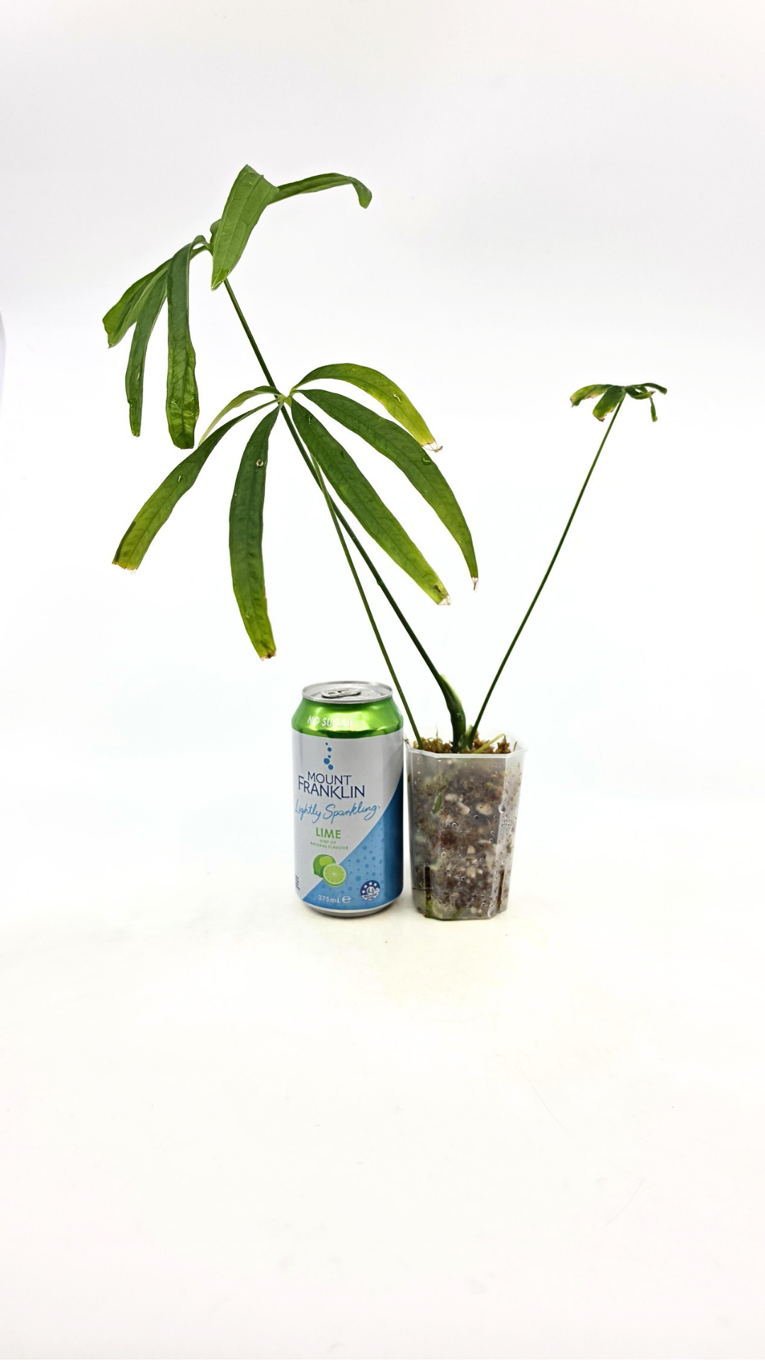Hard to find house plant Anthurium Polydactylum available for sale at rare plant shop The Leaf Gallery in Perth, Western Australia.