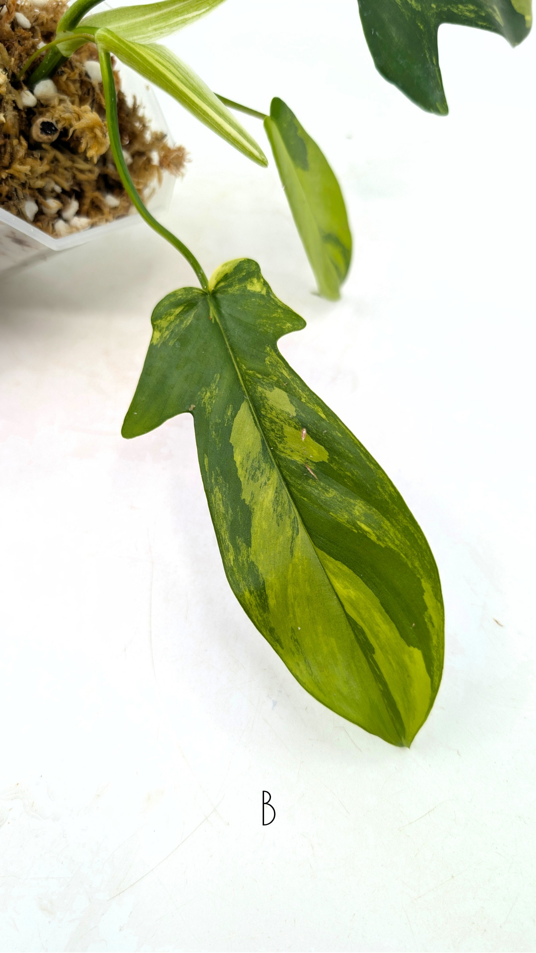 Rare indoor plant Philodendron Florida Beauty Varigated available at rare plant shop The Leaf Gallery in Perth, Western Australia