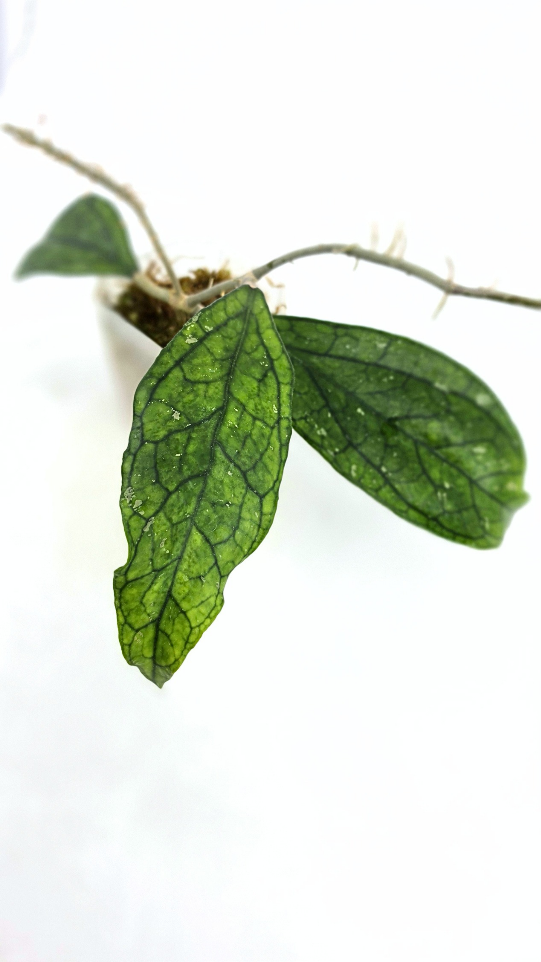 Rare waxplant Hoya Decipulae available for sale at rare indoor plant shop The Leaf Gallery in Perth, Western Australia