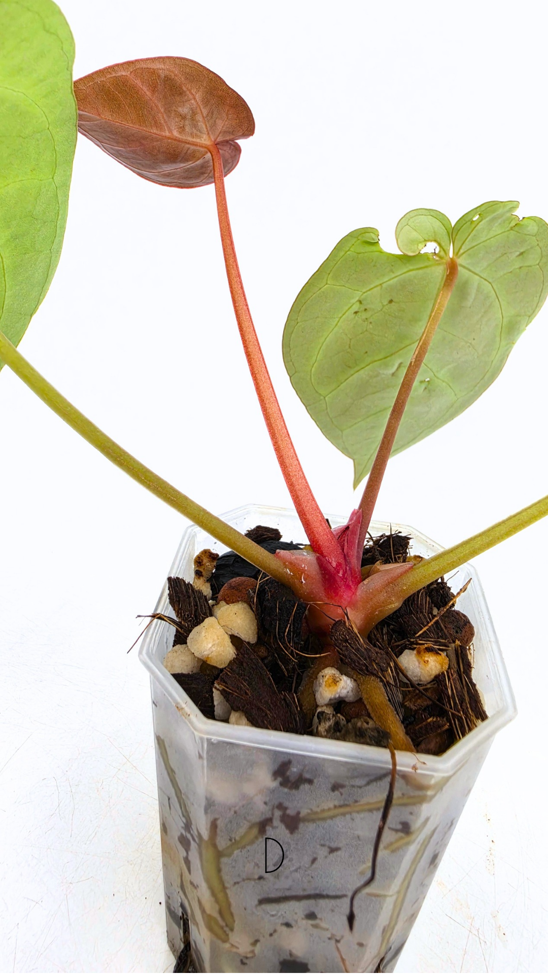 Rare indoor plant Anthurium Magnificum available for sale at rare house plant shop The Leaf Gallery in Perth, Western Australia