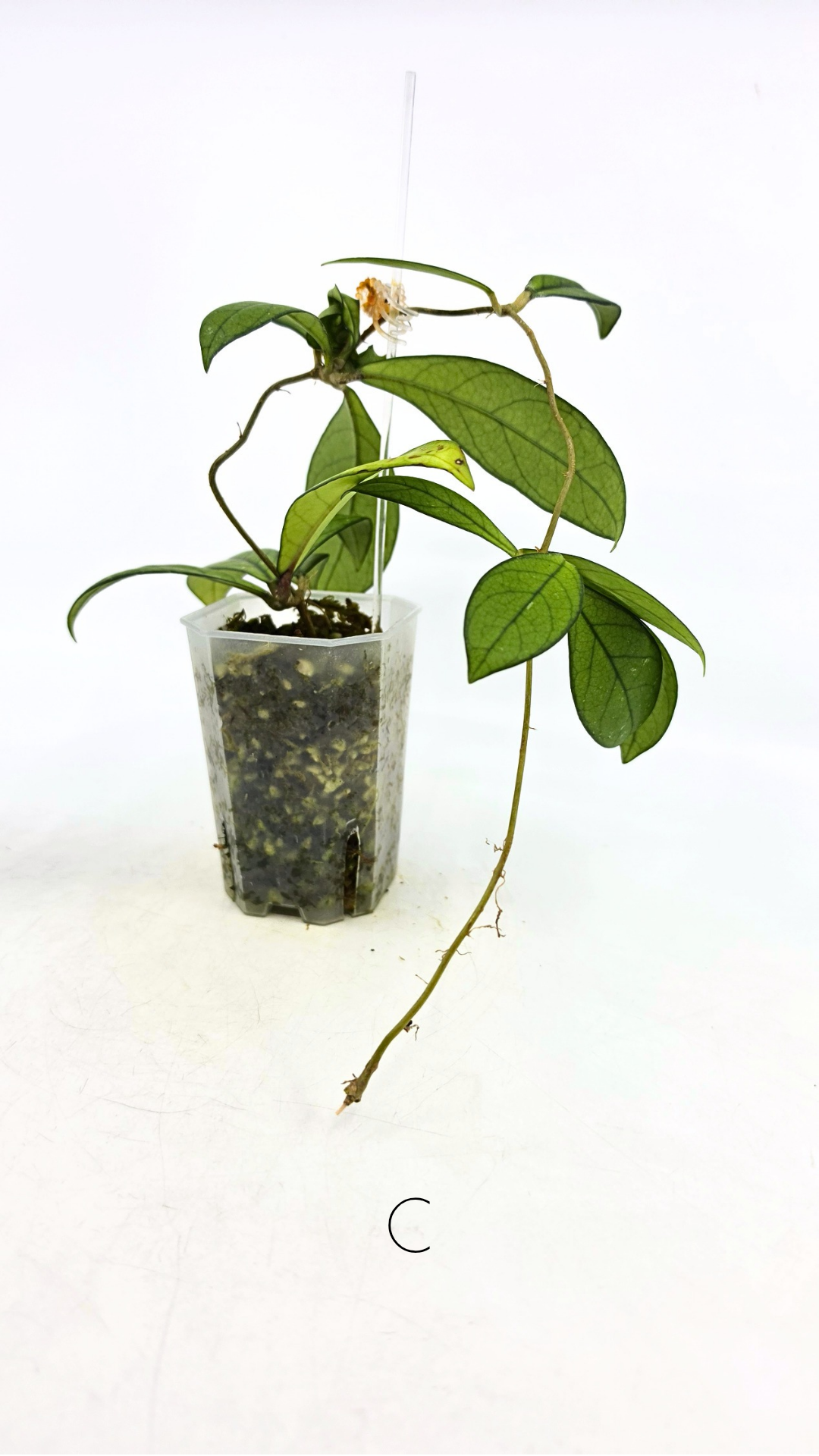 Rare waxplant Hoya Hainanensis Da Nang Vietnam available for sale at rare indoor plant shop The Leaf Gallery in Perth, Western Australia