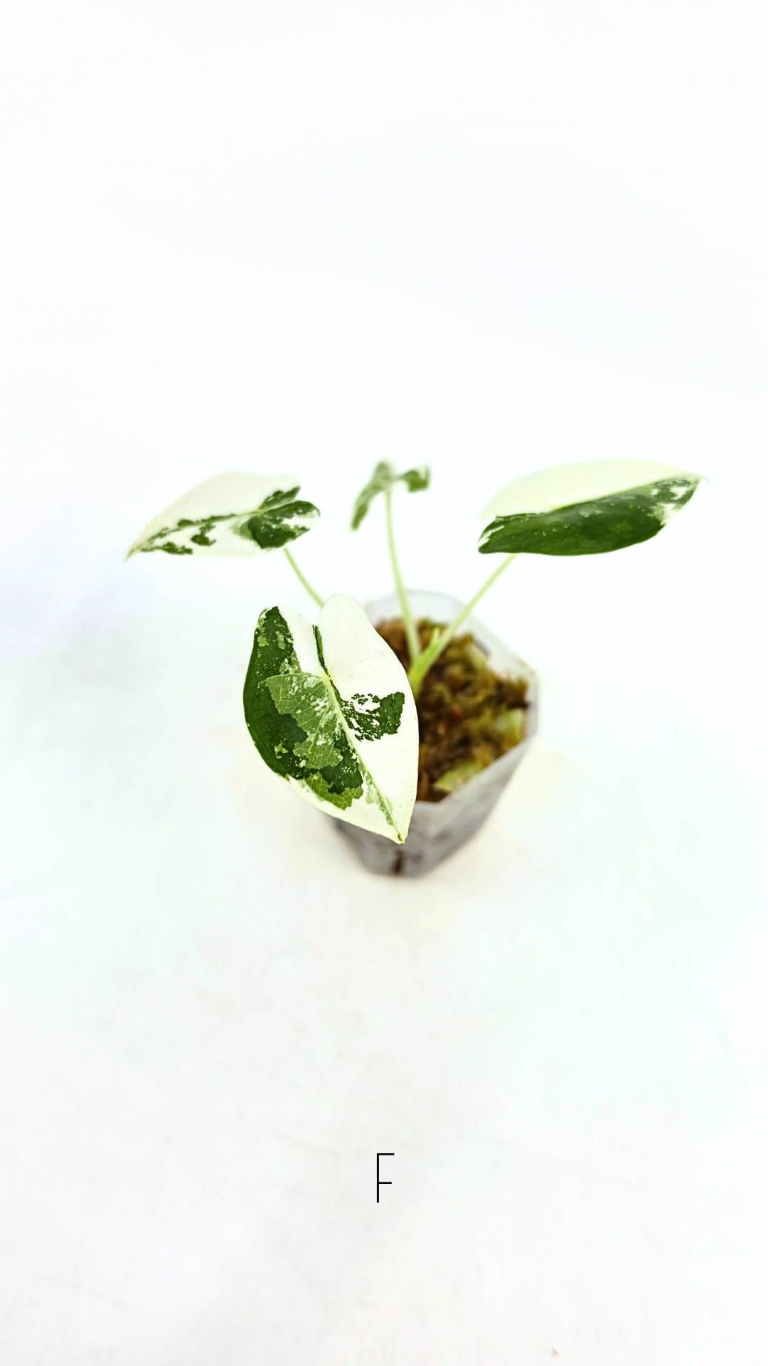Rare Wax Plant Hoya Clemensiorum available for sale at rare house plant shop The Leaf Gallery in Perth, Western Australia