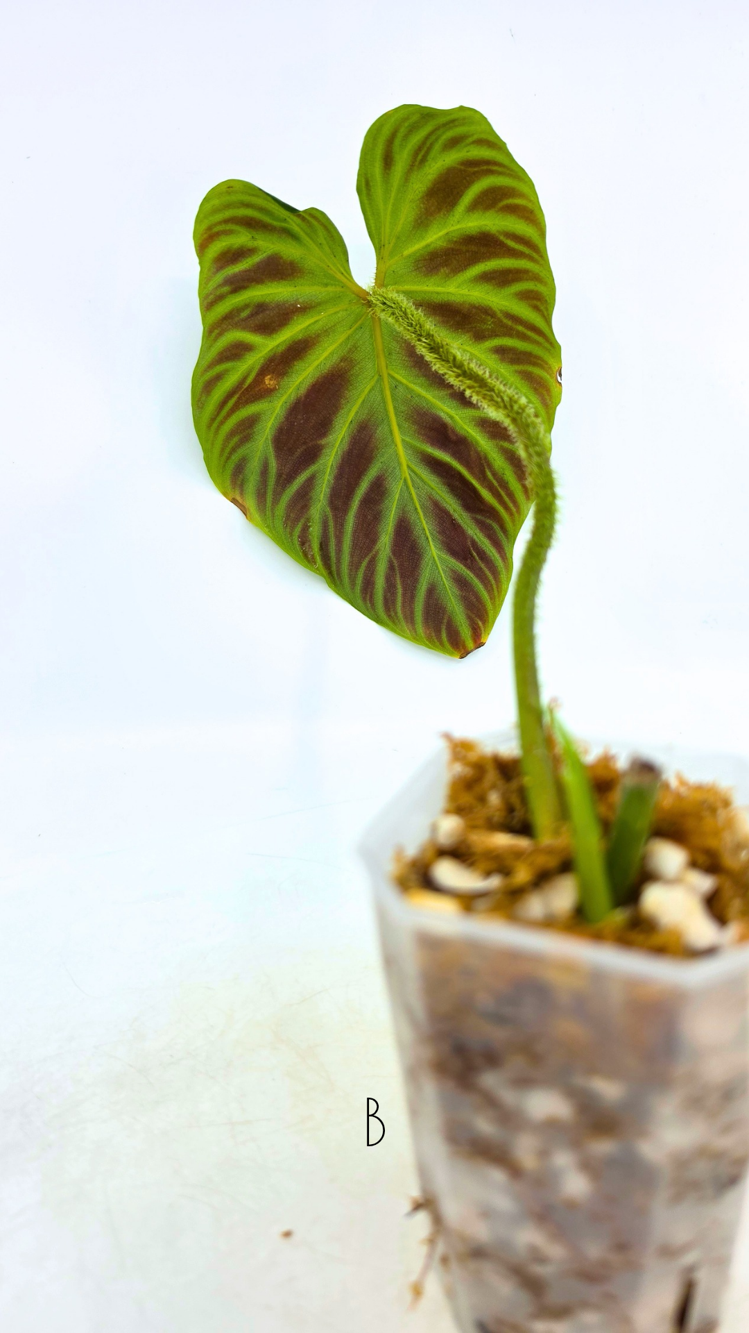 Uncommon indoor plant Philodendron Verrucusom available for sale at rare house plant shop The Leaf Gallery in Perth, Western Australia