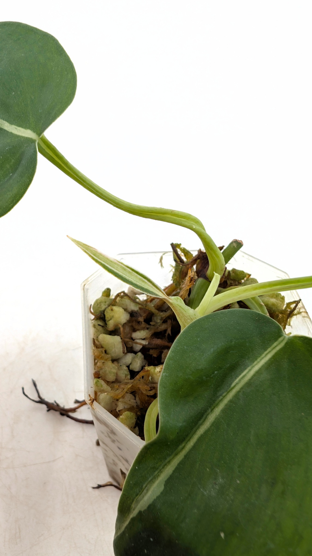 Rare plant Philodendron Rio available for sale at rare plant shop The Leaf gallery in Perth, Western Australia