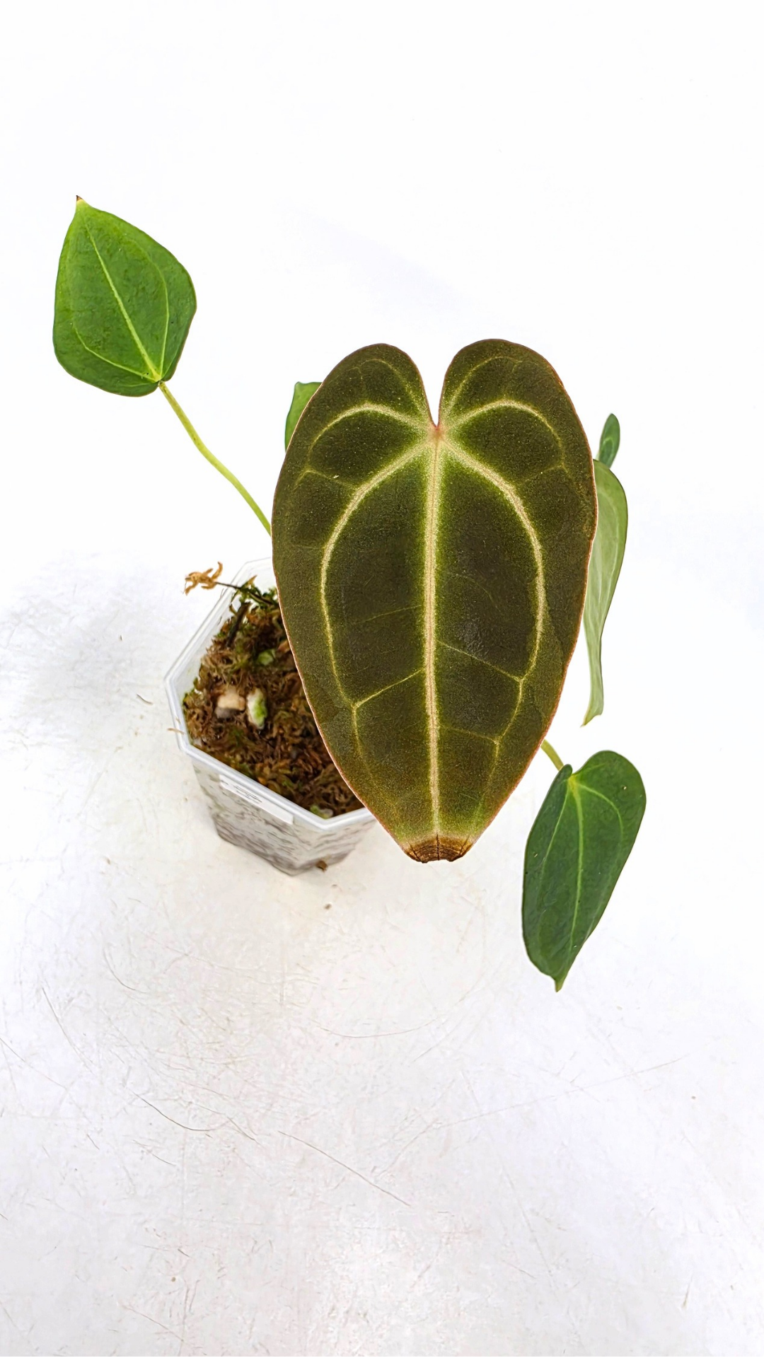 Rare anthurium hybrid Dark Forgetii x Bessae Aff available from rare plant shop The Leaf Gallery in Perth, Western Australia