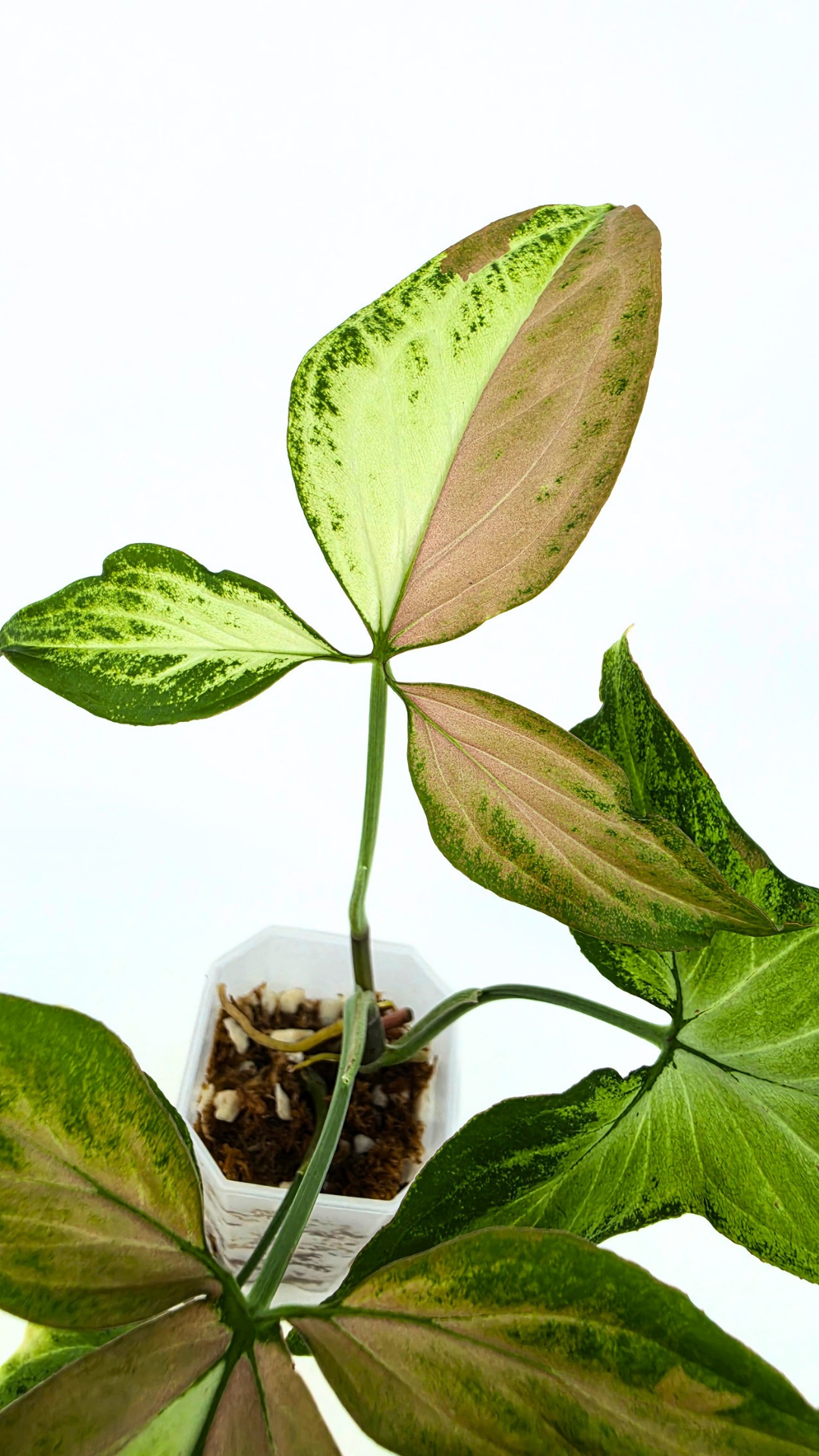 Rare plant Syngonium Redspot Tricolour available from rare plant shop The Leaf Gallery in Perth, Western Australia