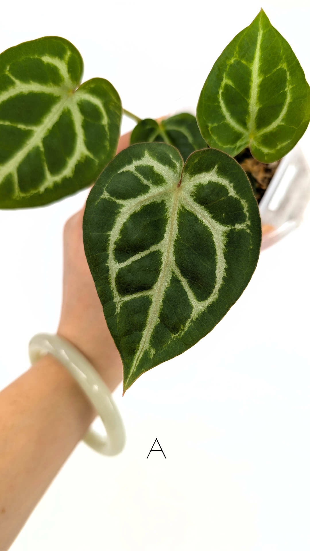 Rare anthurium hybrid Anthurium red dorayaki mutation with Anthurium Michelle by The Leaf Gallery in Perth, Western Australia