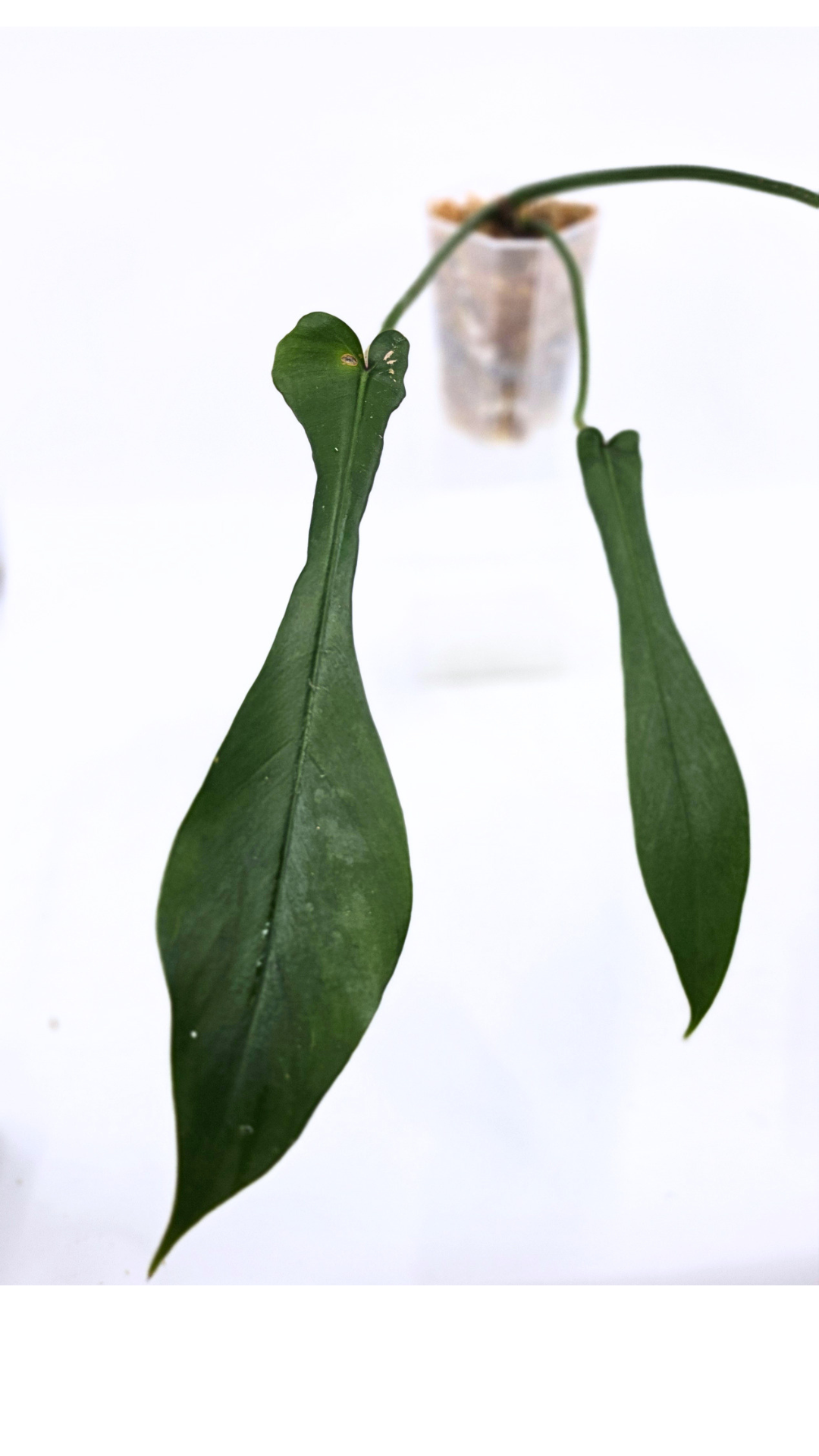 Rare indoor plant Philodendron Joepii available at rare house plant shop The Leaf Gallery in Perth, Western Australia