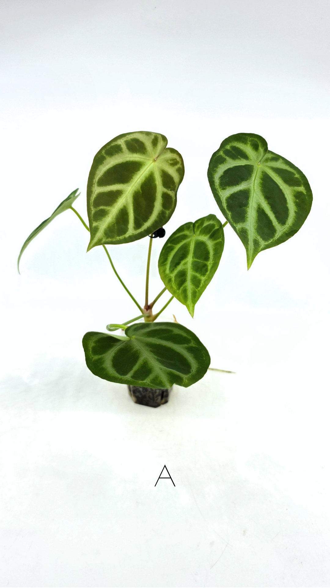 Rare indoor plant Anthurium Magnificum available for sale at rare house plant shop The Leaf Gallery in Perth, Western Australia