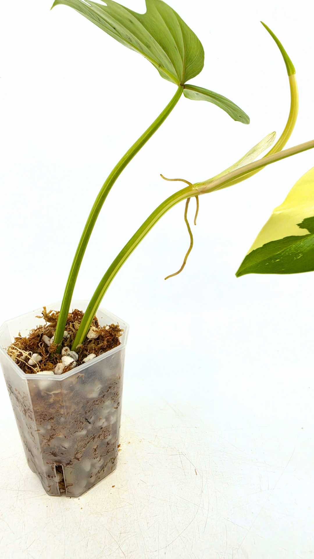 Super Rare indoor plant Philodendron Golden Dragon variegated available for sale at rare house plant shop The Leaf Gallery in Perth, Western Australia.