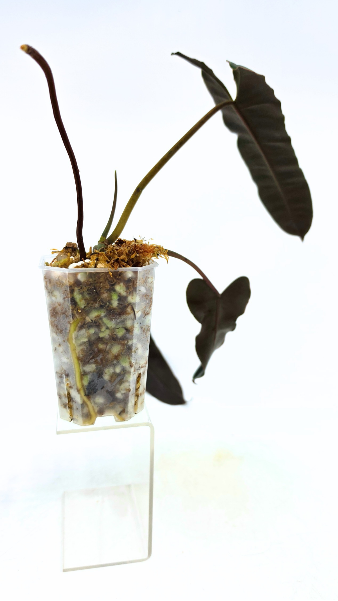 Rare indoor plant Philodendron Black Billitiae (philodendron atabapoense x philodendron billietiae) available for sale at rare house plant shop The Leaf Gallery in Perth, Western Australia
