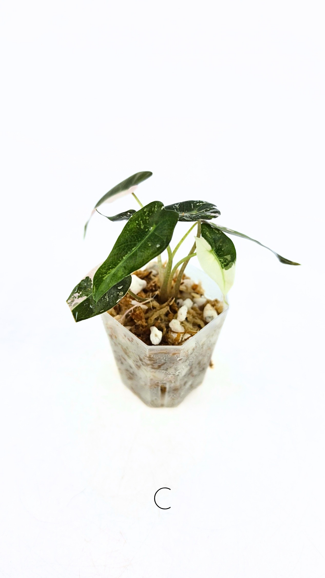 Rare indoor plant Alocasia Amazonica Bambino Pink TC plantlets available for sale at rare houseplant shop The Leaf Gallery in Perth, Western Australia