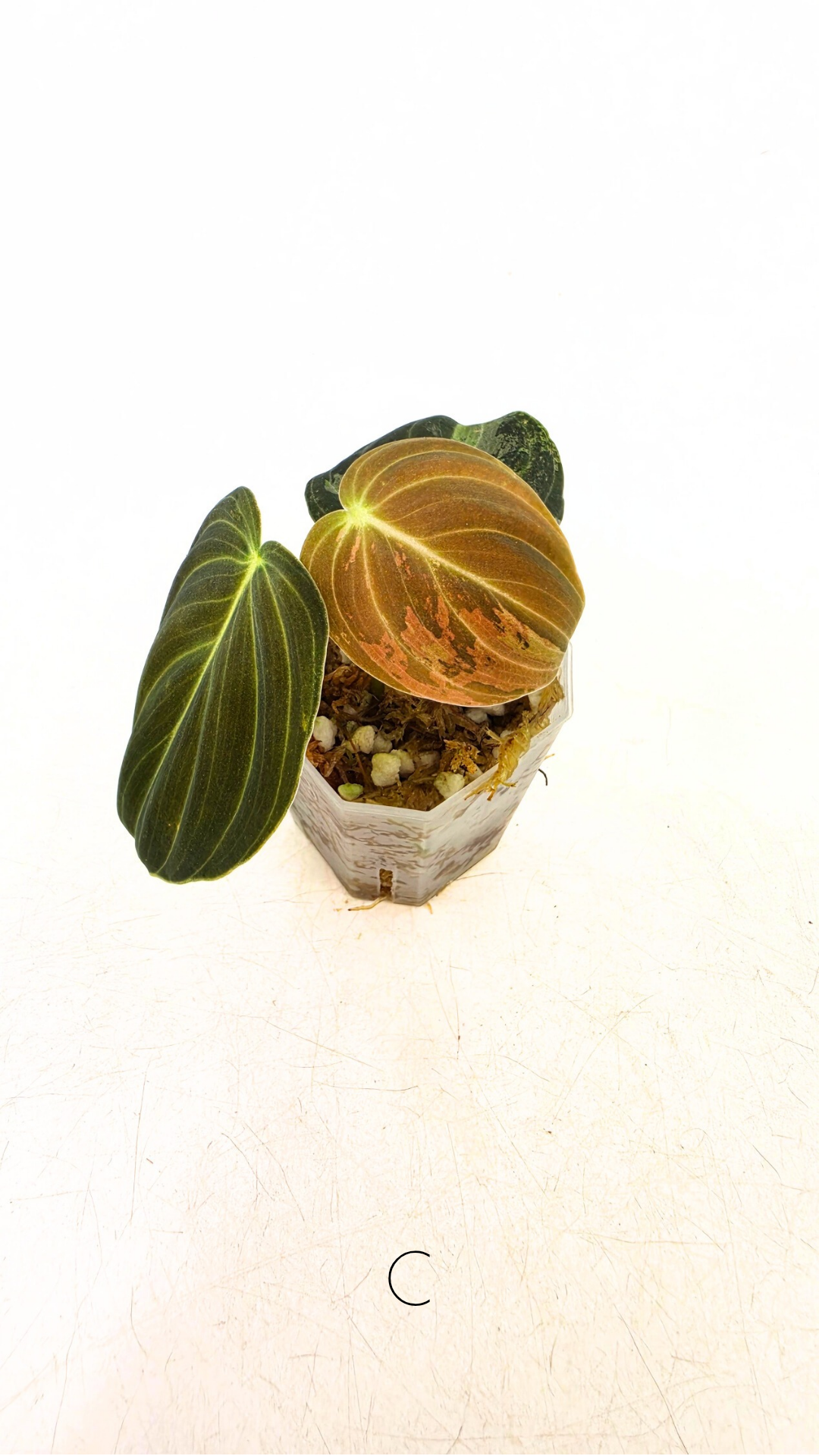 Rare plant Philodendron Melanochrysum Varigated available for sale at rare plant shop The Leaf Gallery in Perth, Western Australia