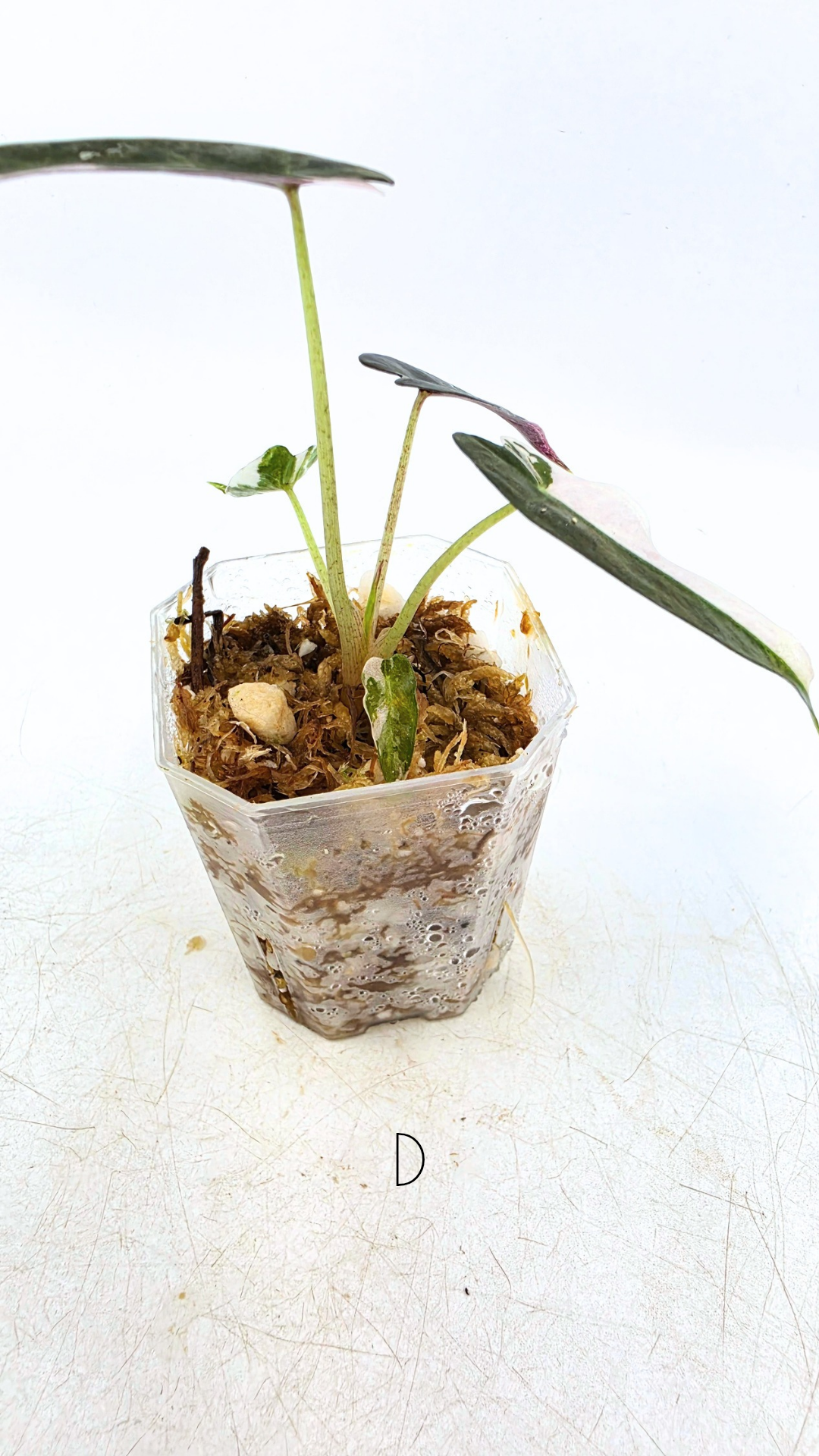 Rare indoor plant Alocasia Amazonica Bambino Pink TC plantlets available for sale at rare houseplant shop The Leaf Gallery in Perth, Western Australia
