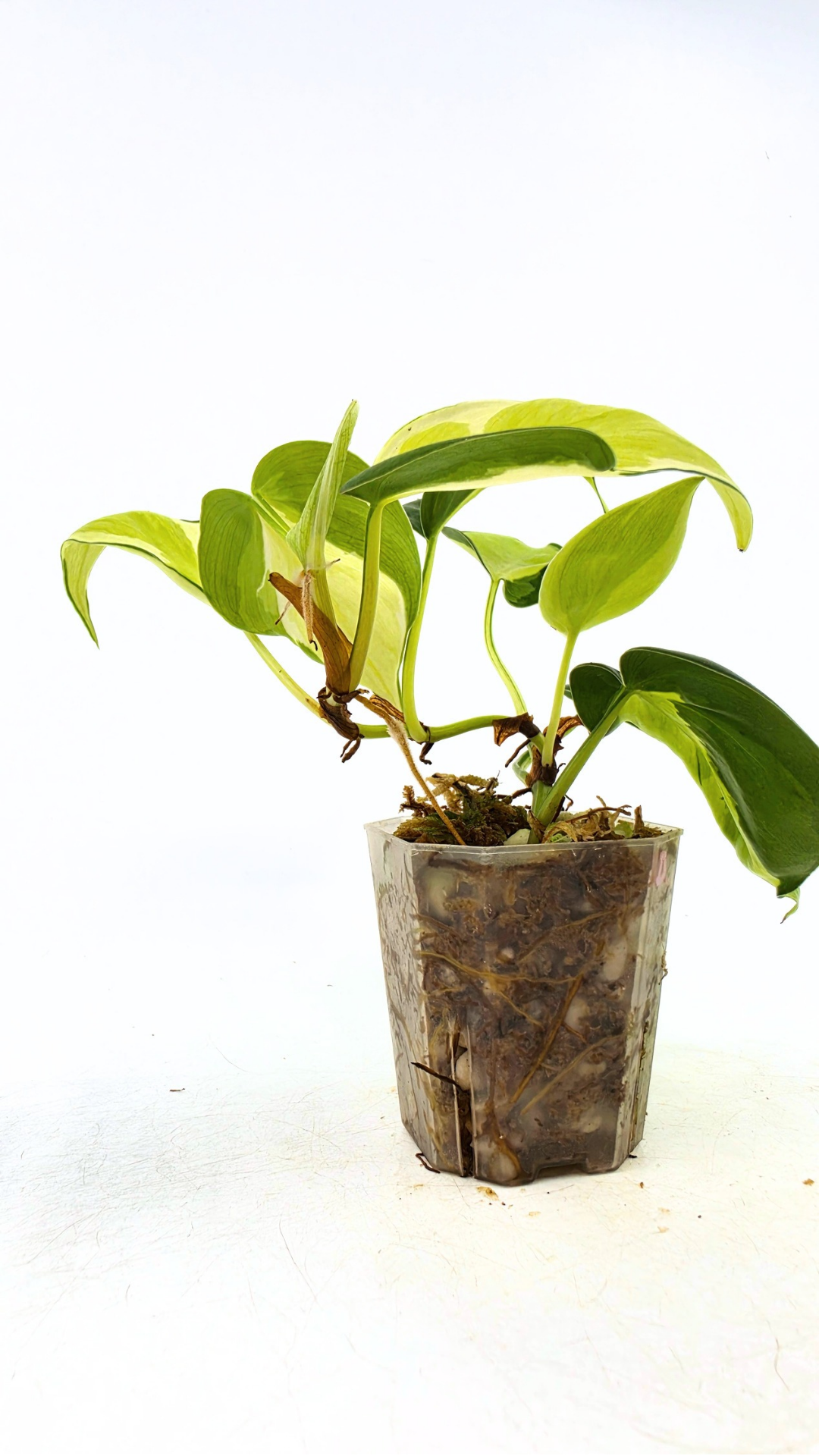 Rare philodendron cream splash available for sale at rare plant shop The Leaf Gallery in Perth, Western Australia.