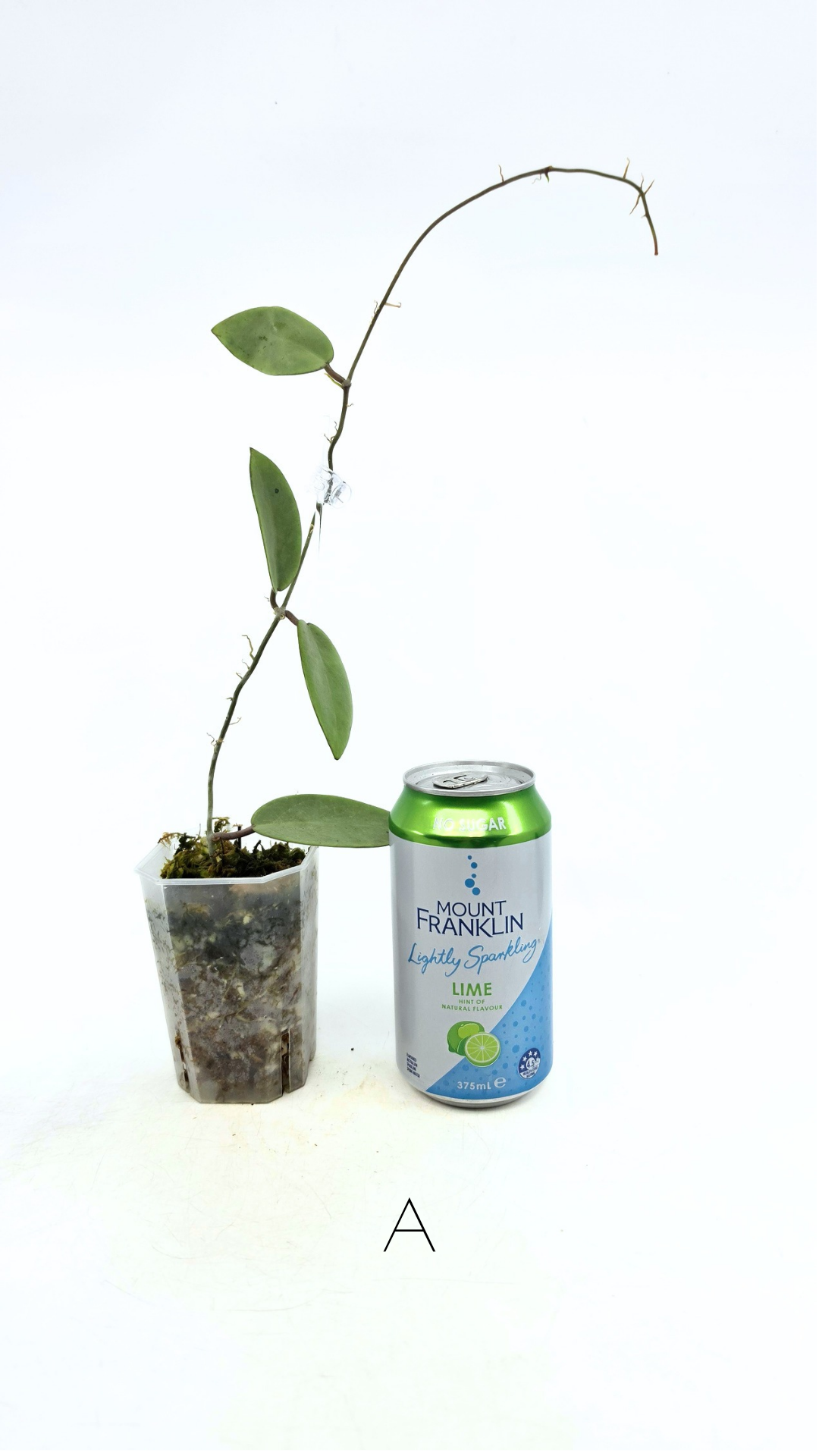 Rare waxplant Hoya Silver Dollar available for sale at rare indoor plant shop The Leaf Gallery in Perth, Western Australia