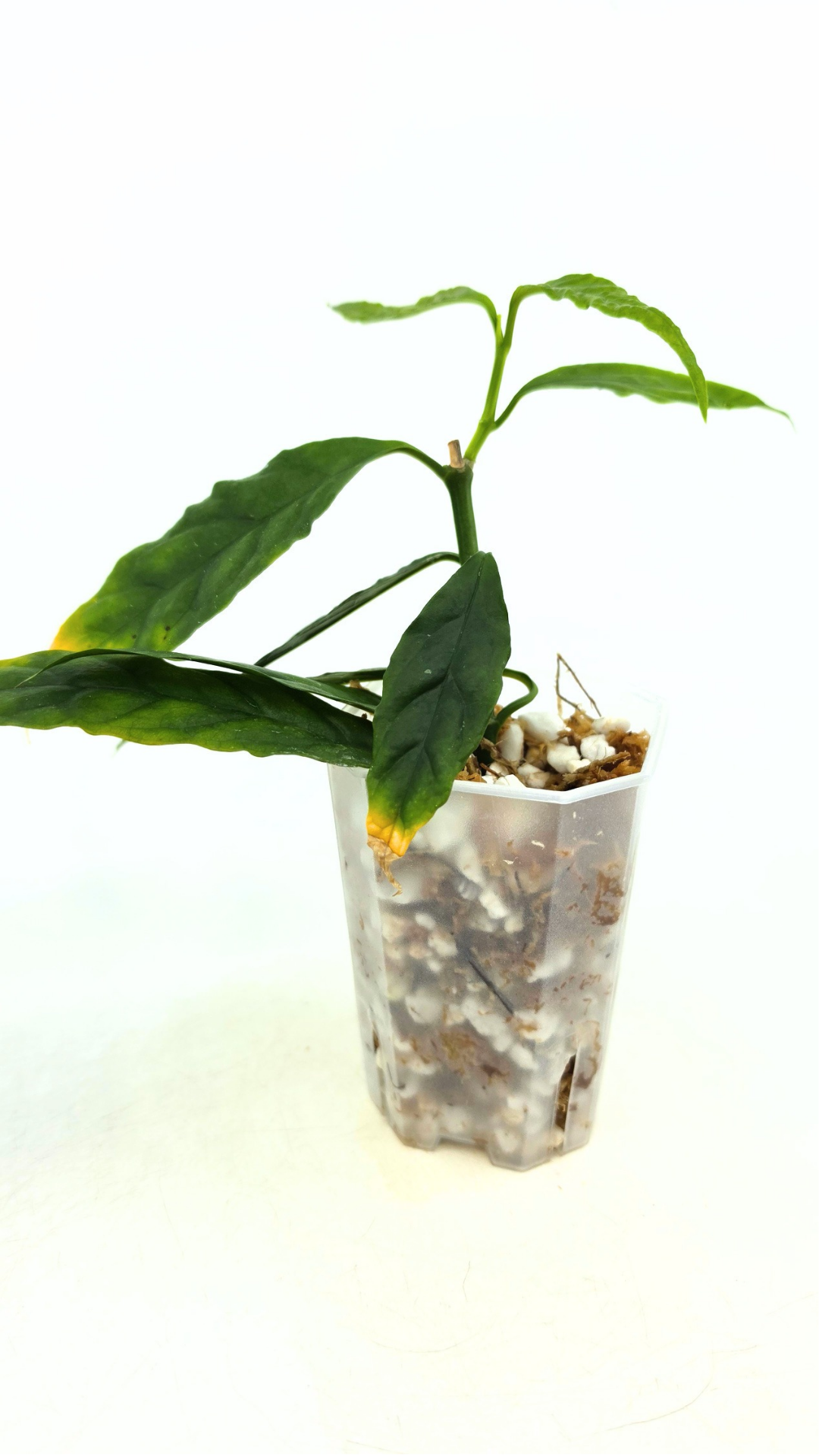 Rare waxplant Hoya Decipulae available for sale at rare indoor plant shop The Leaf Gallery in Perth, Western Australia