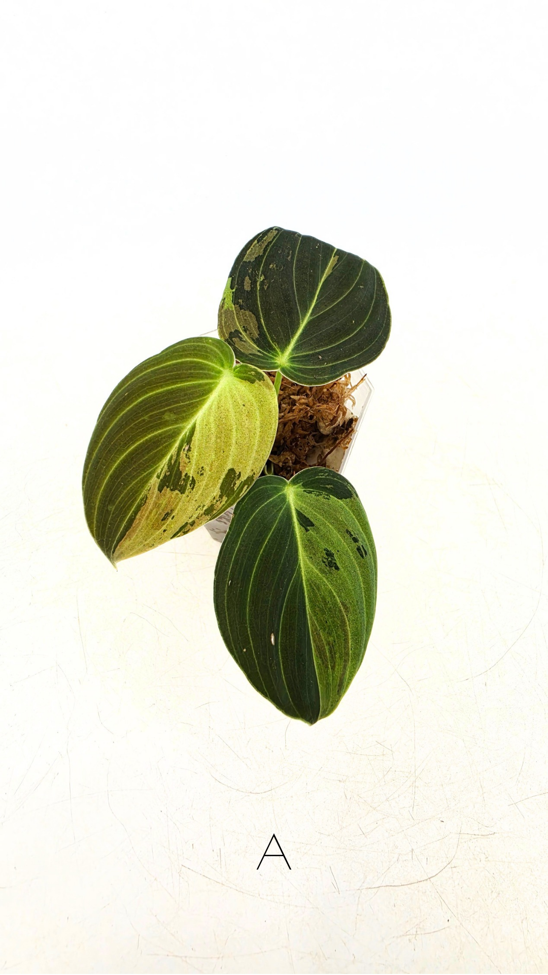 Rare plant Philodendron Melanochrysum Varigated available for sale at rare plant shop The Leaf Gallery in Perth, Western Australia