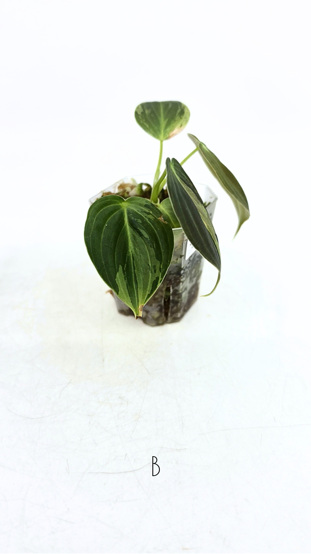 Rare plant Philodendron Melanochrysum Varigated available for sale at rare plant shop The Leaf Gallery in Perth, Western Australia