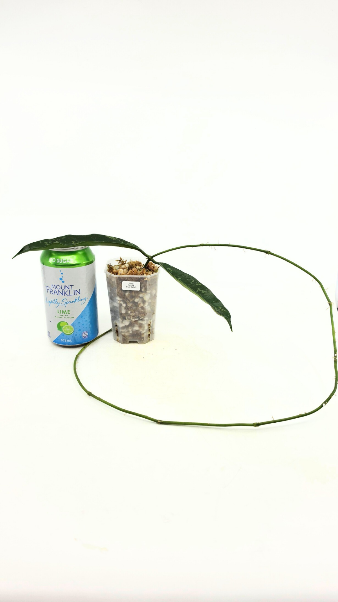 Rare waxplant Hoya Grifithii Silver available for sale at rare plant shop The Leaf Gallery in Perth, Western Australia