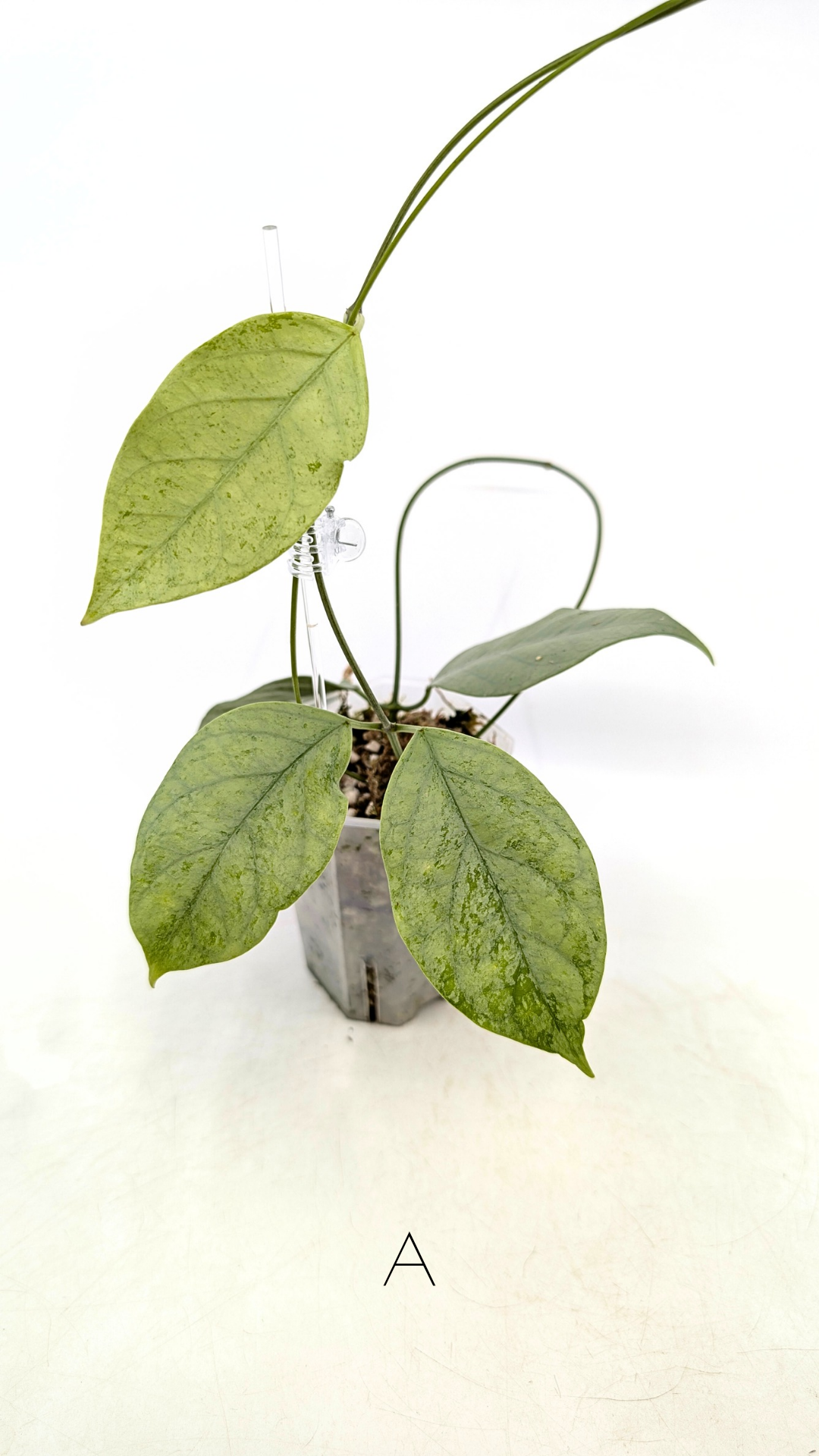 Rare waxplant Hoya Coriacea Silver available for sale at rare indoor plant shop The Leaf Gallery in Perth, Western Australia