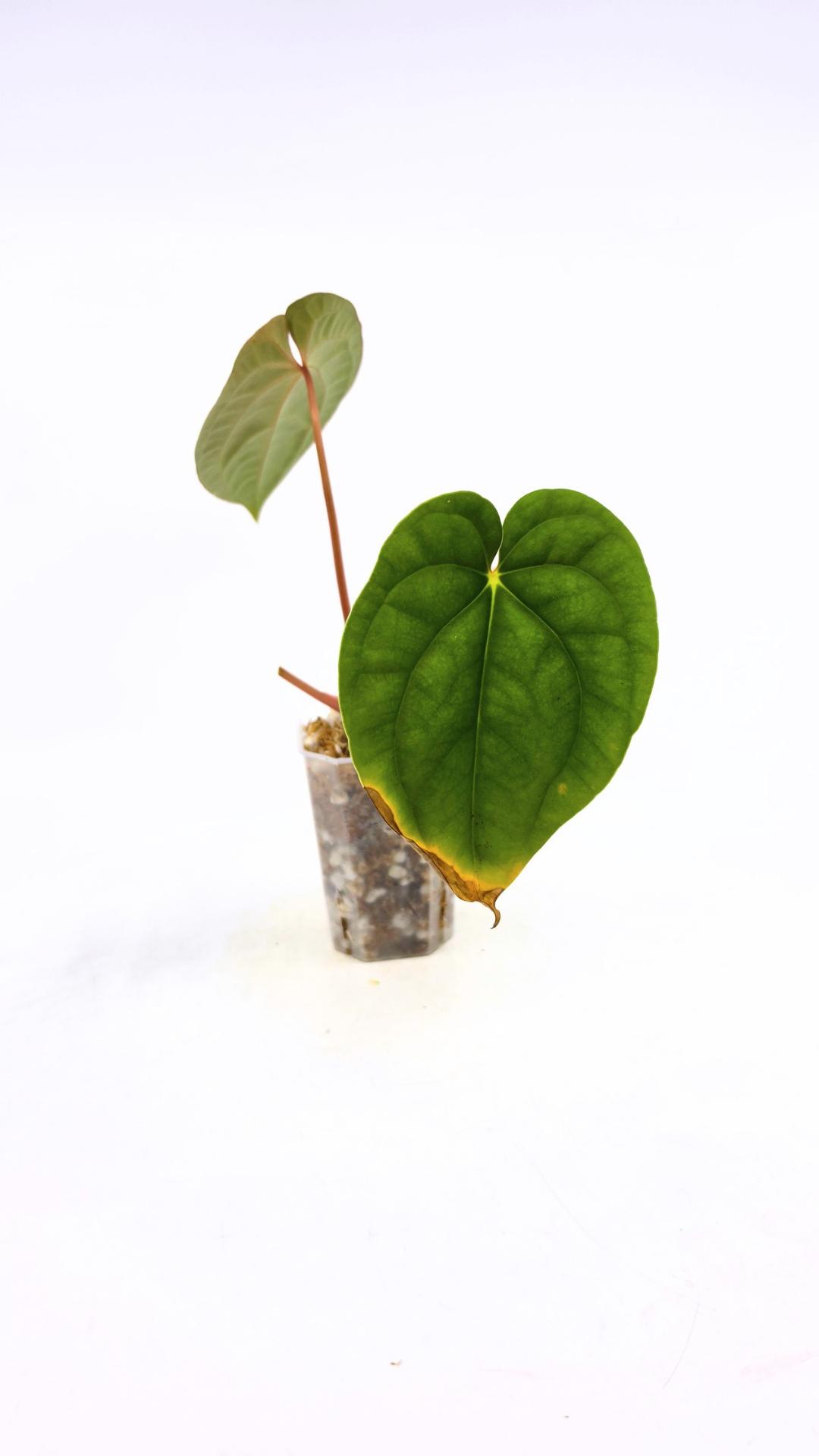 Rare Anthurium hybrid Silver Blush X Luxurians available for sale at rare indoor plant shop The Leaf Gallery in Perth, Western Australia