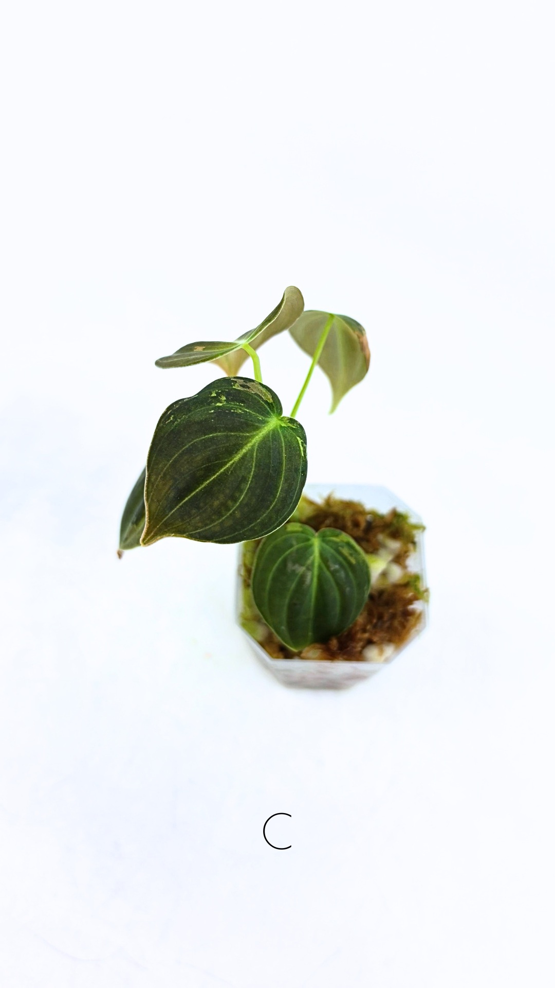 Rare plant Philodendron Melanochrysum Varigated available for sale at rare plant shop The Leaf Gallery in Perth, Western Australia