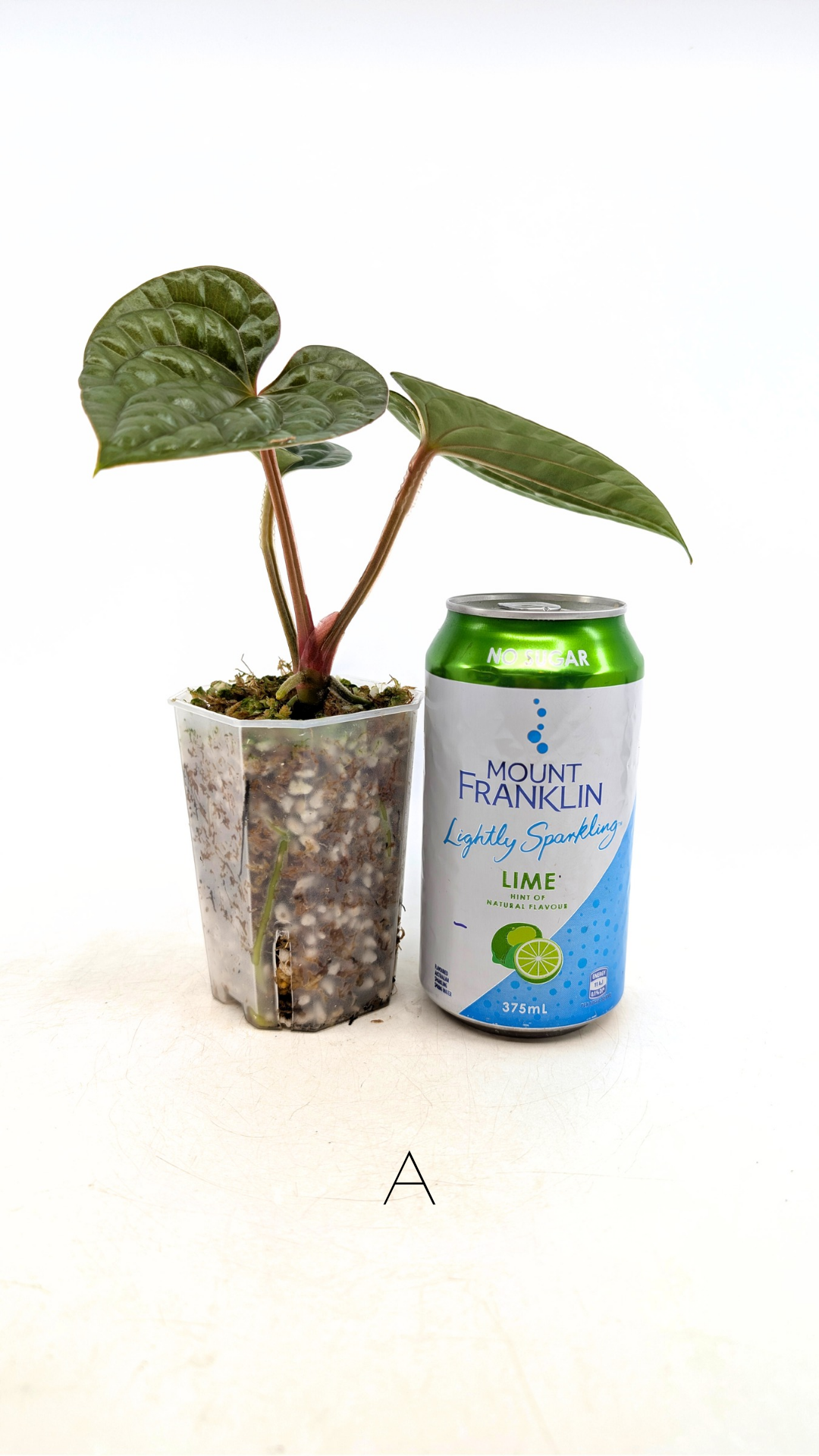 Rare indoor plant Anthurium Luxurians available for sale at rare house plant shop The Leaf Gallery in Perth, Western Australia