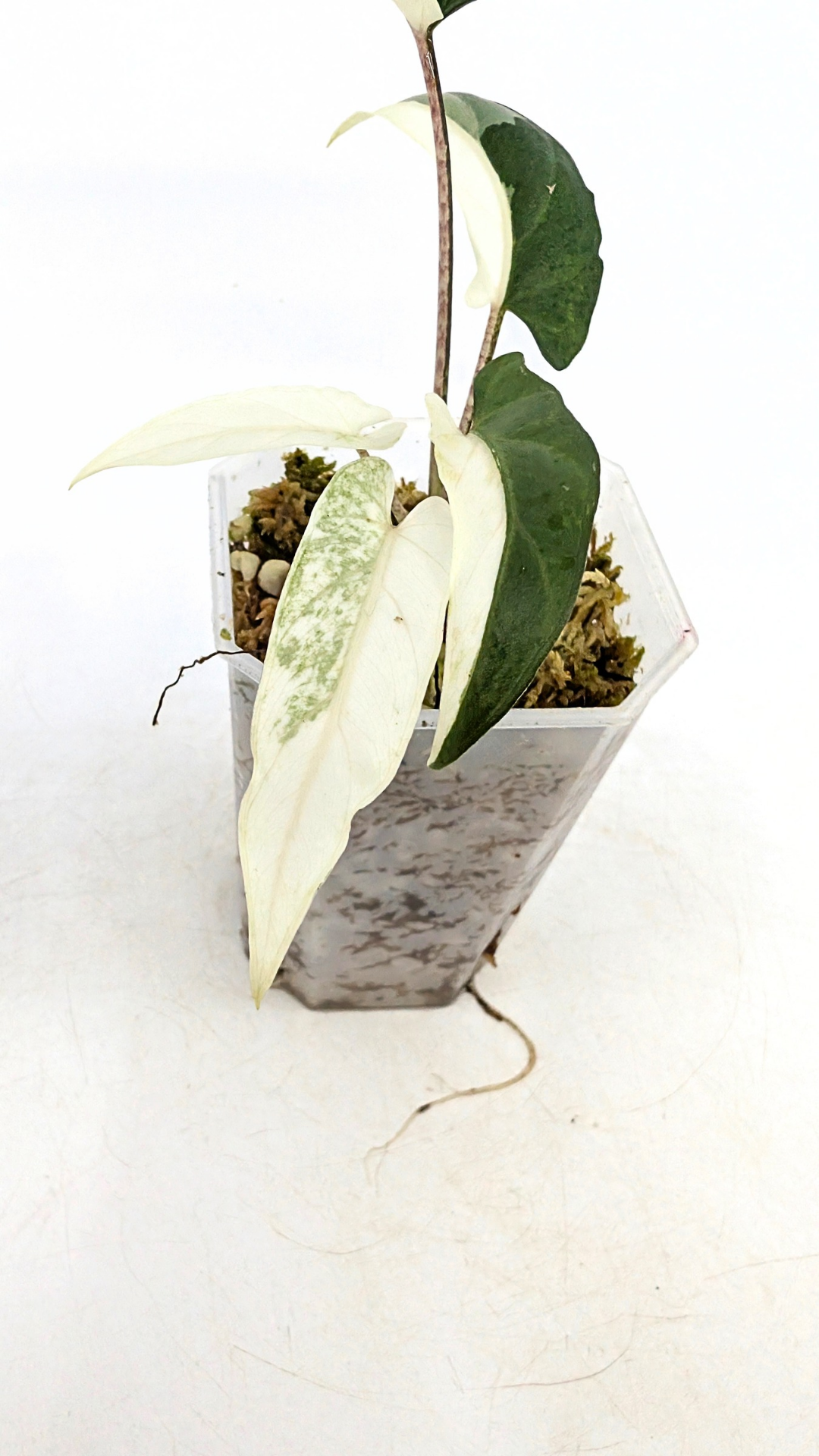 Rare indoor plant Alocasia Lauterbachiana Albo Variegated available for sale at rare house plant shop The Leaf Gallery in Perth, Western Australia