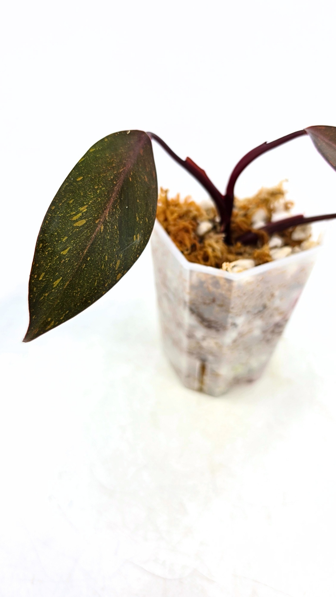 Rare indoor plant Philodendron Orange Princess Varigated available for sale at rare plant shop The Leaf Gallery in Perth, Western Australia